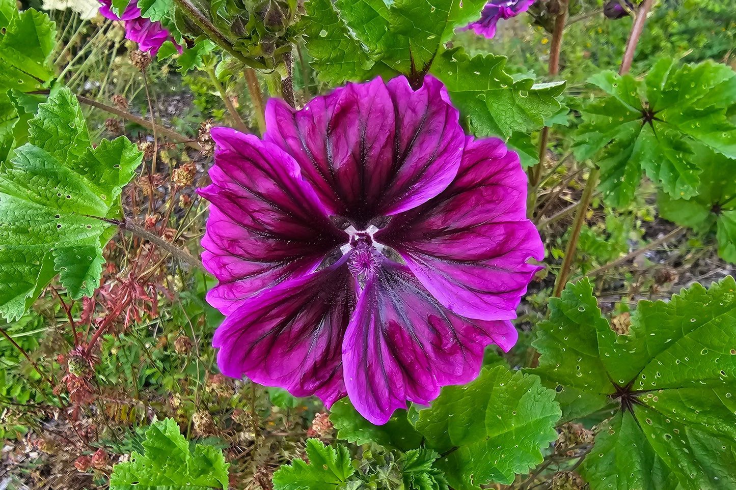 20 MAURITIAN MALVA Mallow Malva sylvestris var. mauritania Flower Seeds