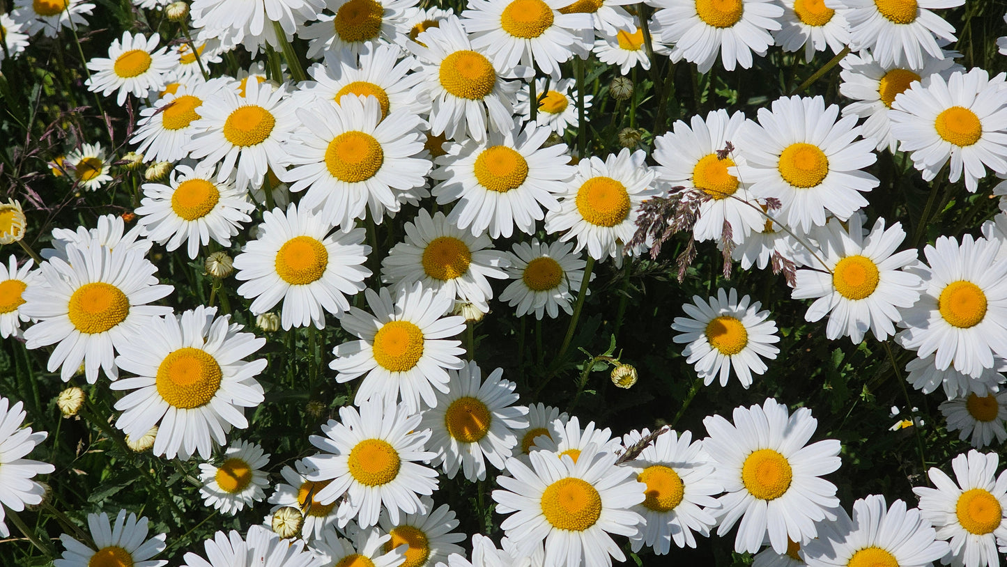 1000 DWARF White SHASTA DAISY Chrysanthemum Maximum Flower Seeds