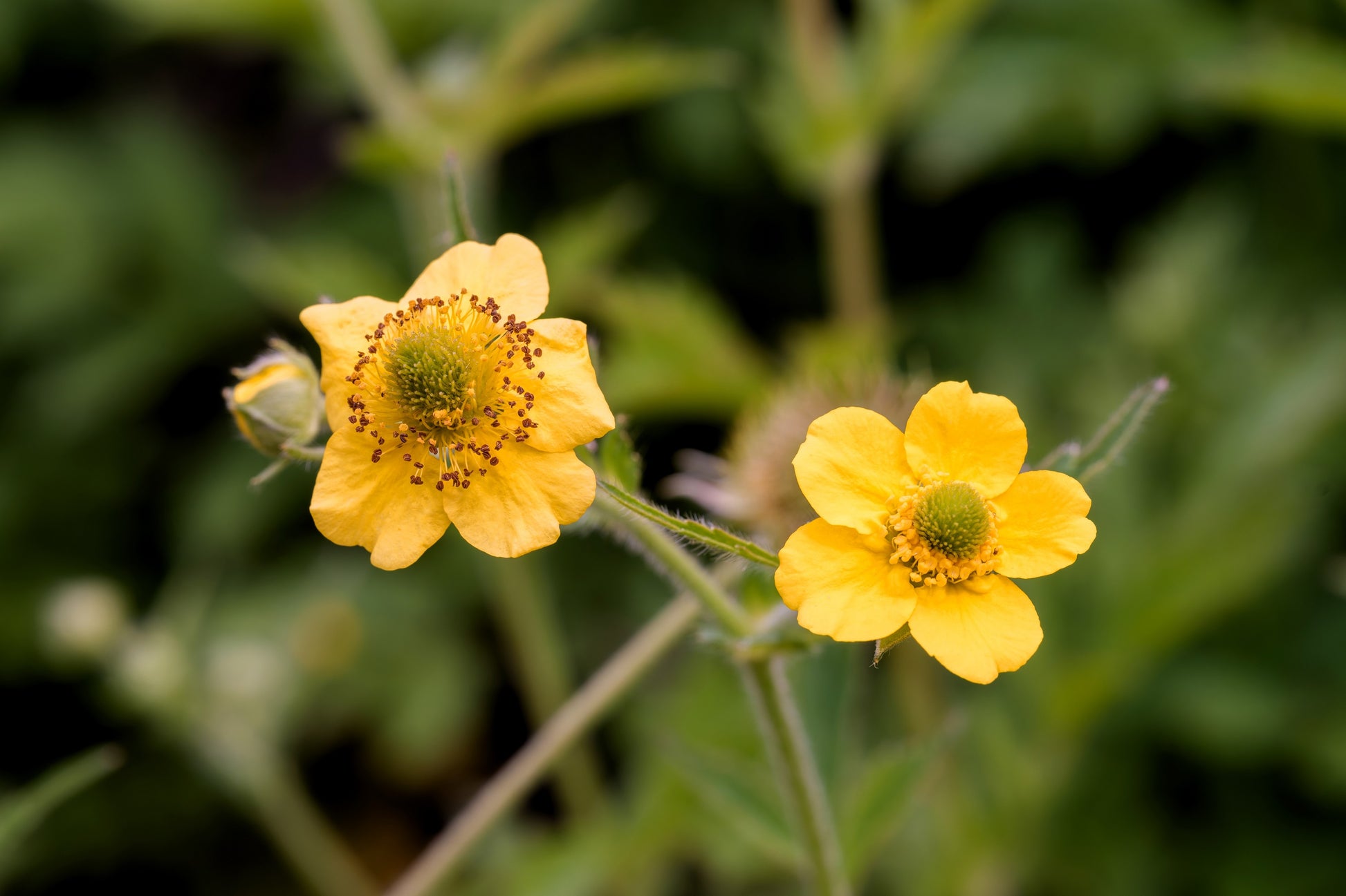 wetland flower seeds 100 YELLOW AVENS Geum Aleppicum Moist Wetland Flower Seeds