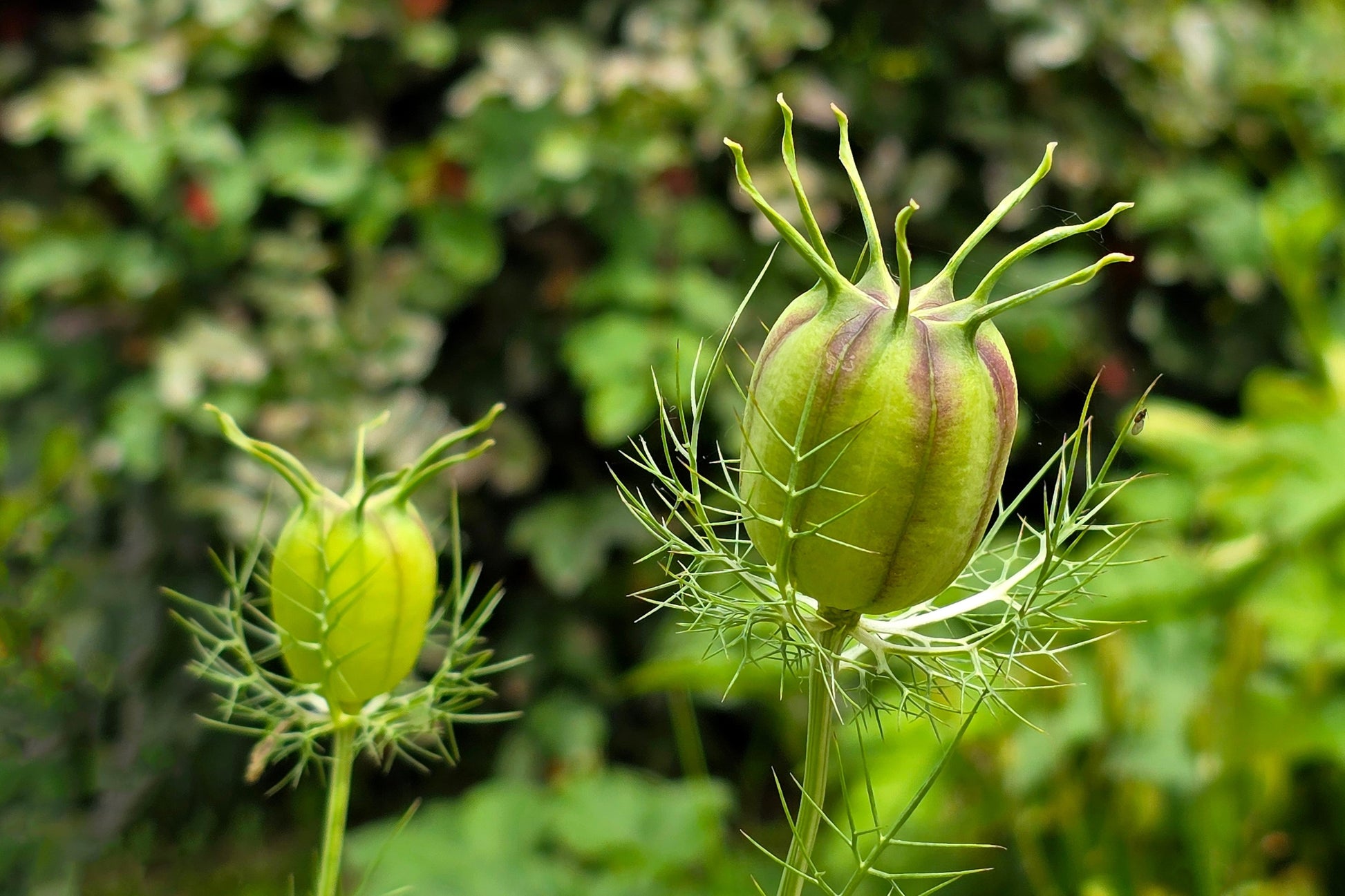 fennel seed flower 500 LOVE IN A MIST Miss Jekyll Blue ( Fennel Flower ) Nigella Damascena Flower Seeds