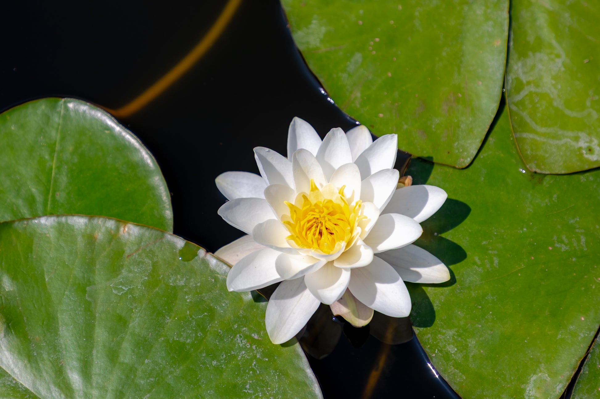 water lily flower picture 10 WHITE WATER LILY / Lily Pad / Sacred Asian Water Lotus Nymphaea Amp – Seedville USA
