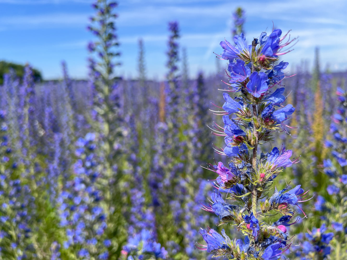 100 Blue VIPERS BUGLOSS Echium Vulgare Blue Flower Seeds