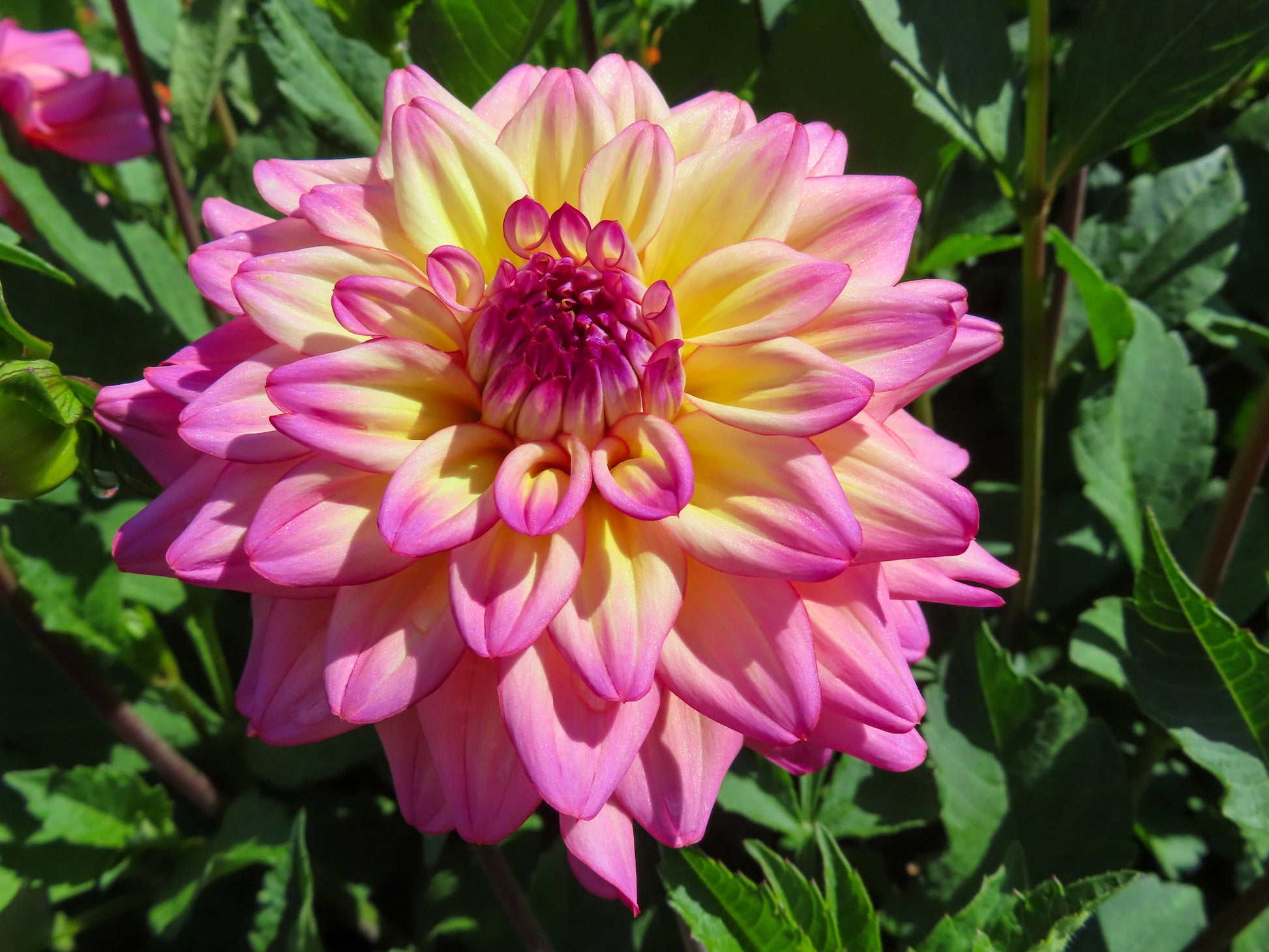 pink dahlia seeds 50 EARLY BIRD DAHLIA Mixed Colors Flower Seeds – Seedville USA