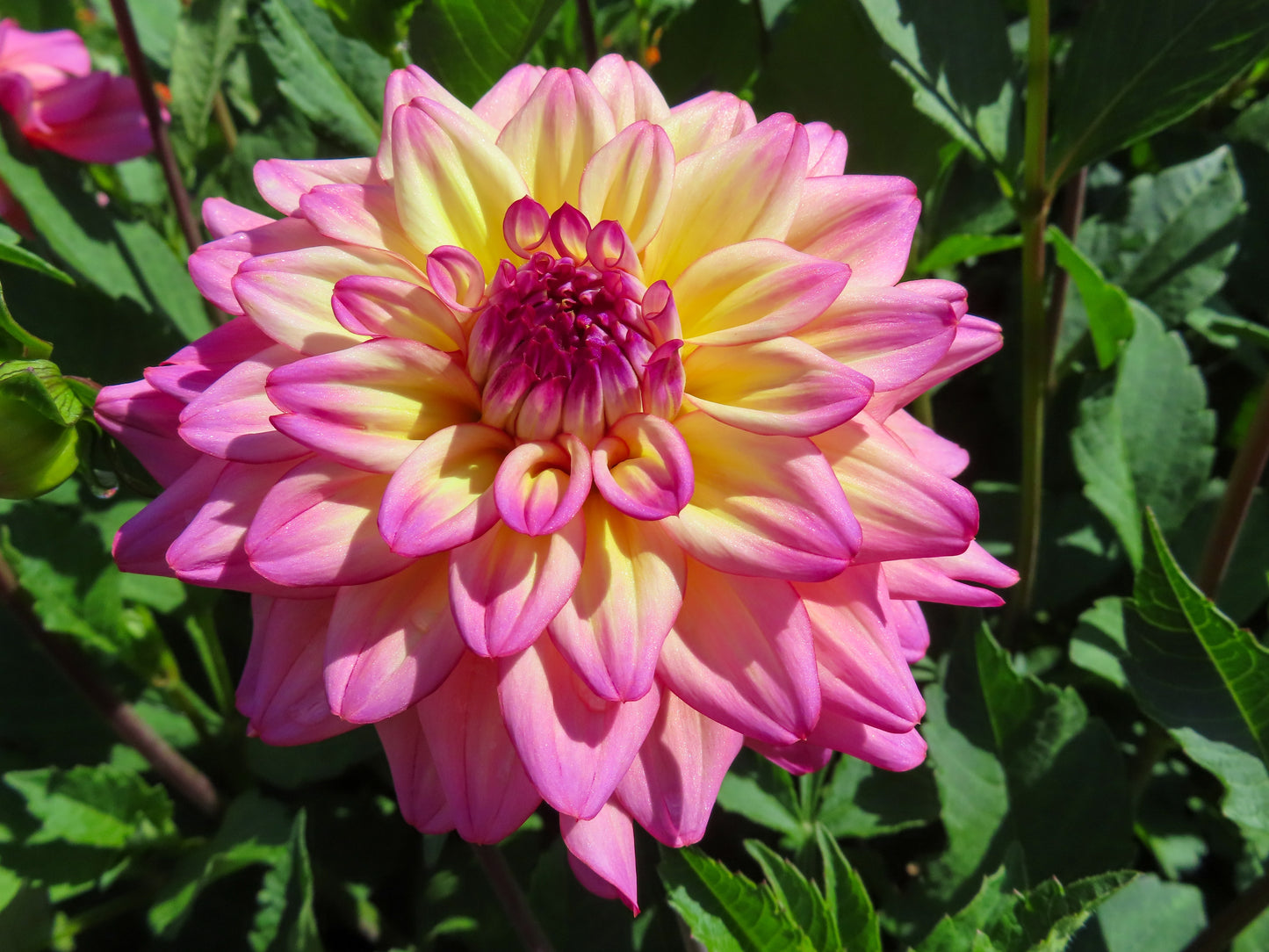 50 EARLY BIRD DAHLIA Mixed Colors Flower Seeds