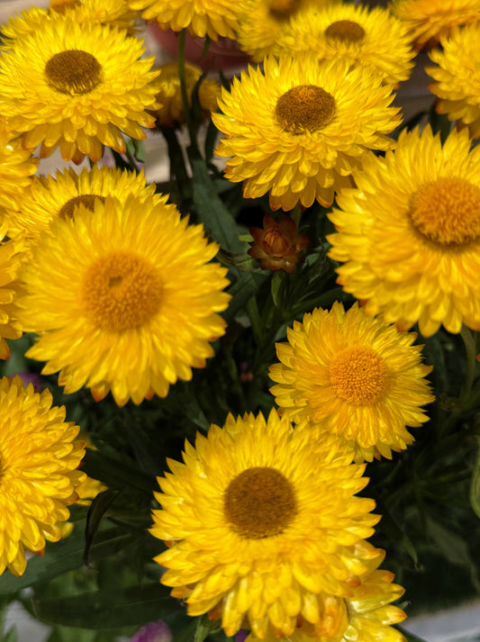 50 YELLOW DOUBLE STRAWFLOWER  Xerochrysum Bracteatum Helichrysum Flower Seeds