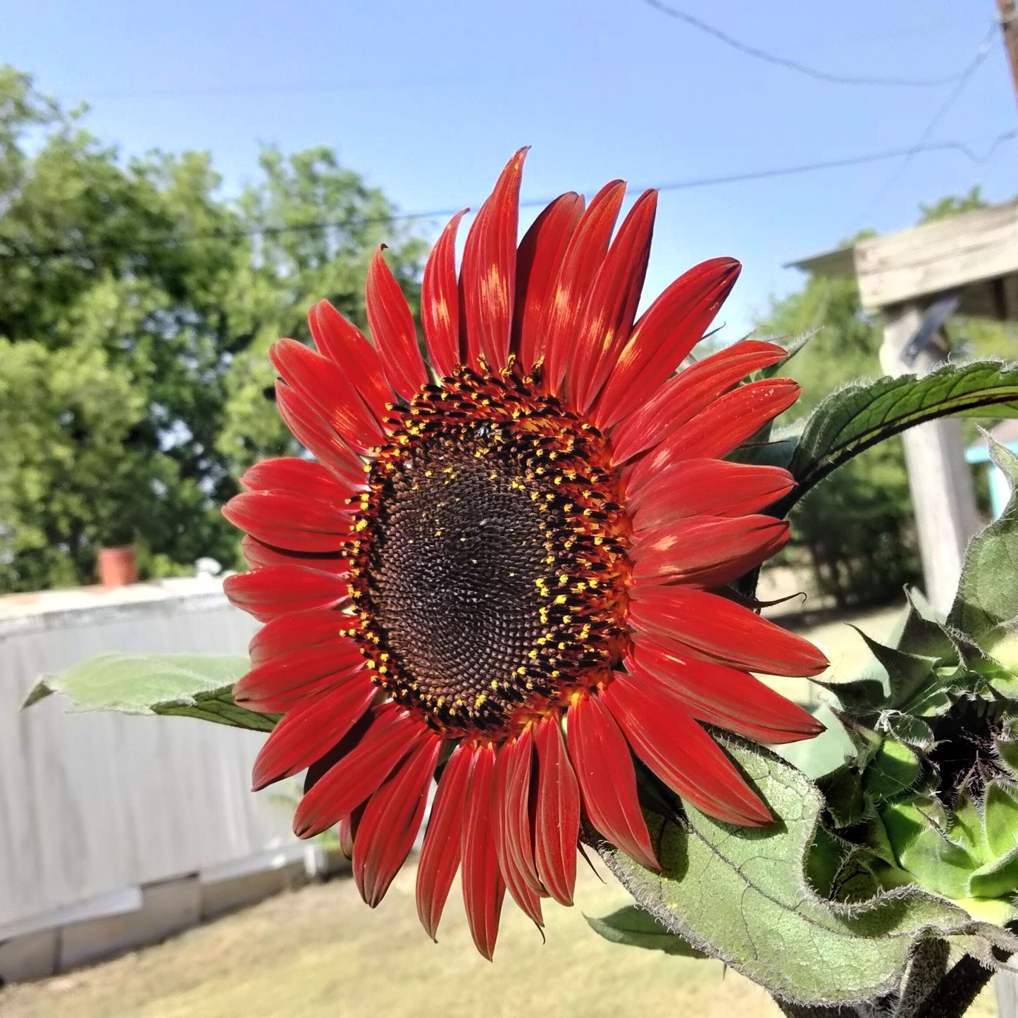 25 RED SUN SUNFLOWER Helianthus Annuus Flower Seeds