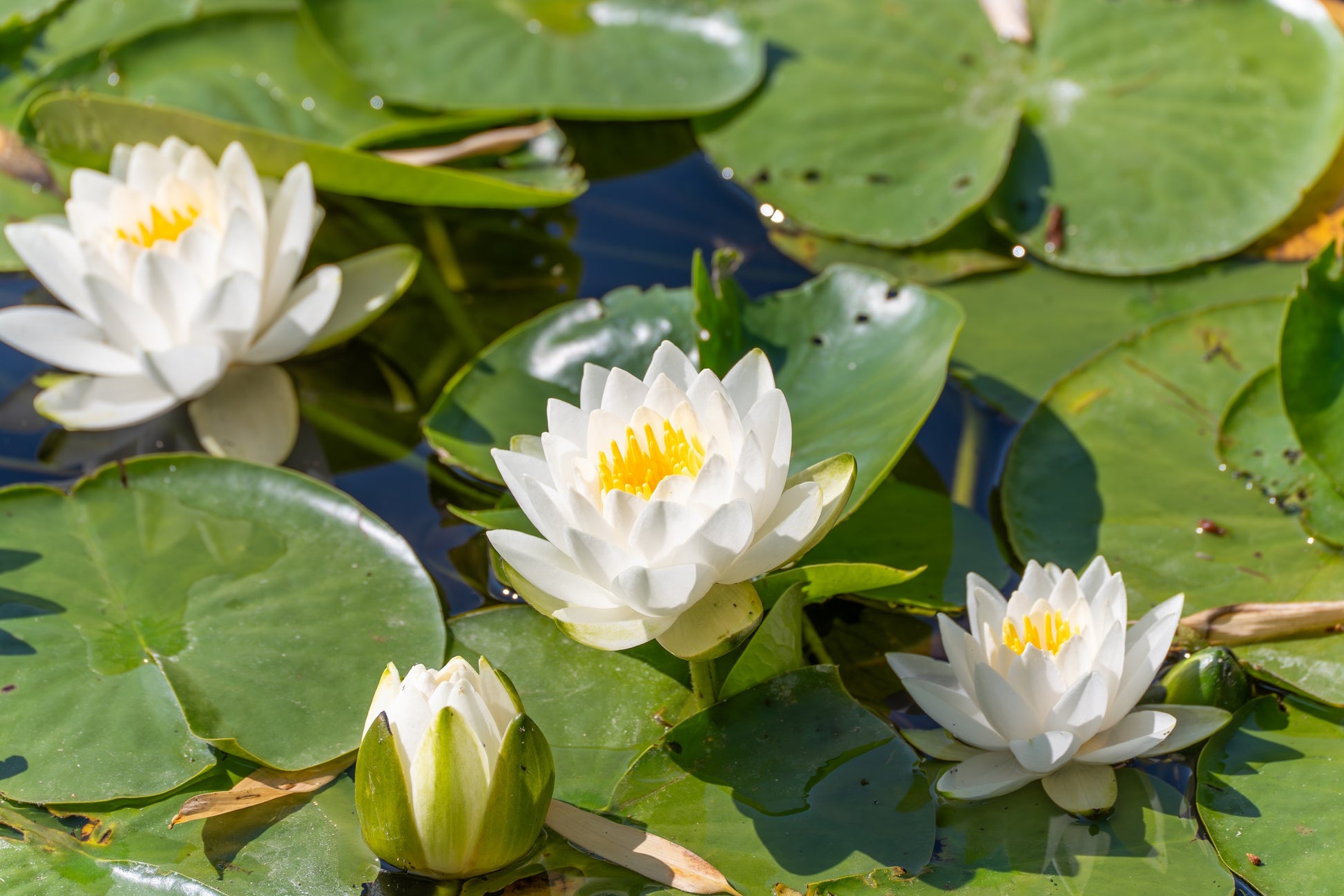 white water lily fruit 10 WHITE WATER LILY / Lily Pad / Sacred Asian Water Lotus Nymphaea Ampla Flower Seeds