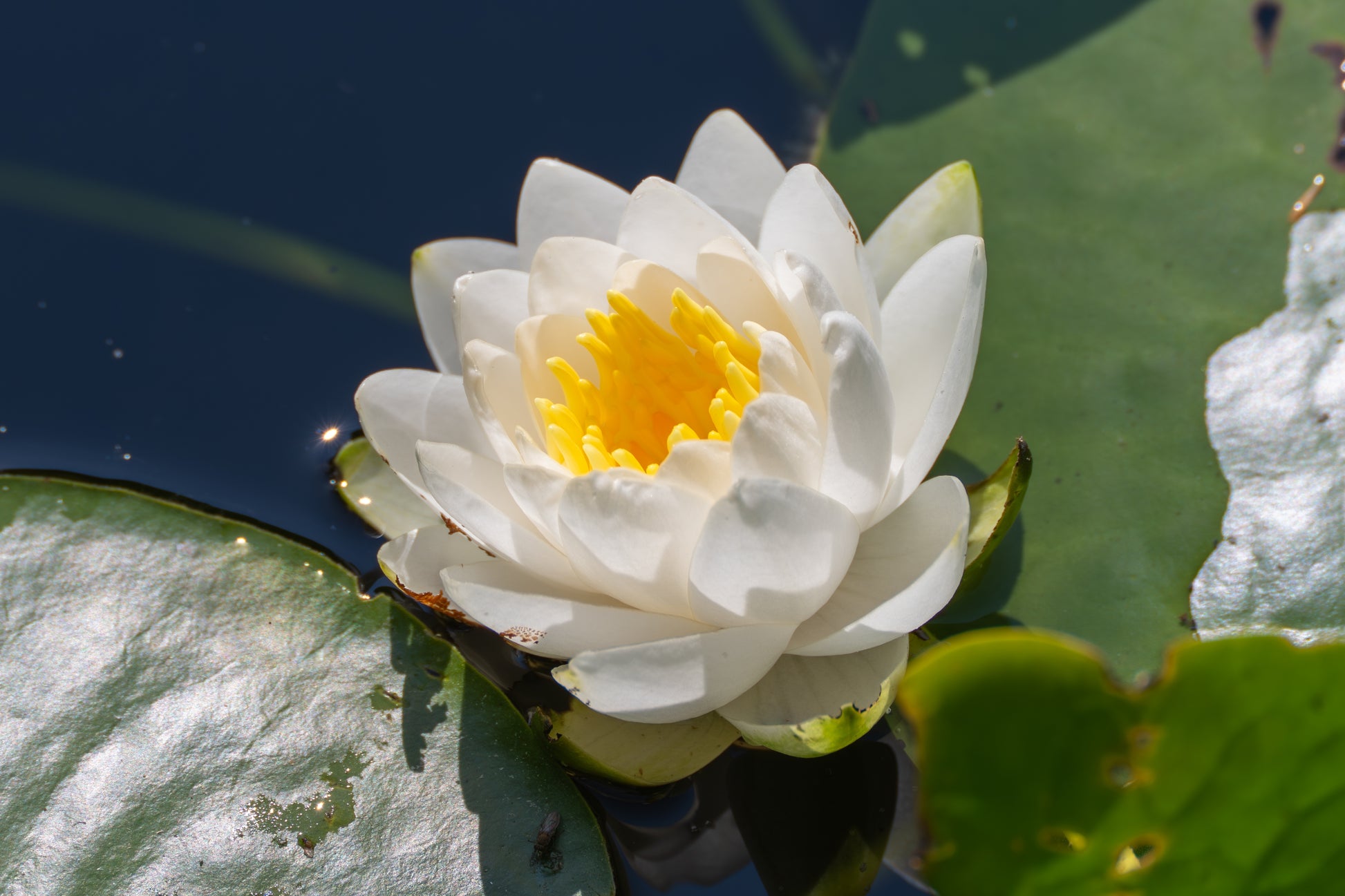 white water lily for skin 10 WHITE WATER LILY / Lily Pad / Sacred Asian Water Lotus Nymphaea Amp – Seedville USA