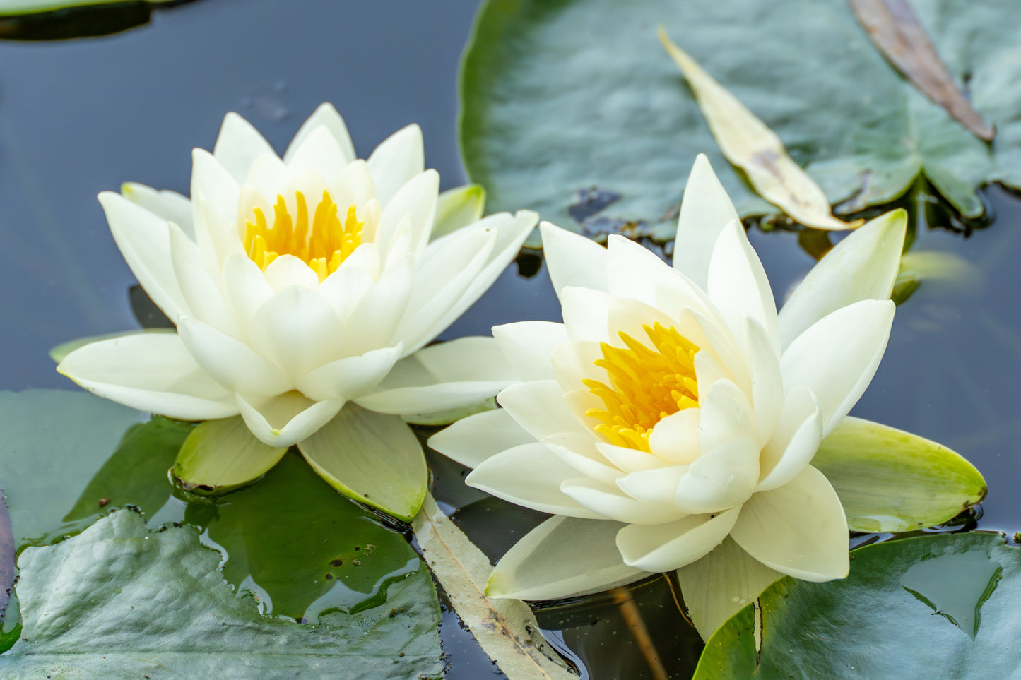10 WHITE WATER LILY / Lily Pad / Sacred Asian Water Lotus Nymphaea Amp –  Seedville USA
