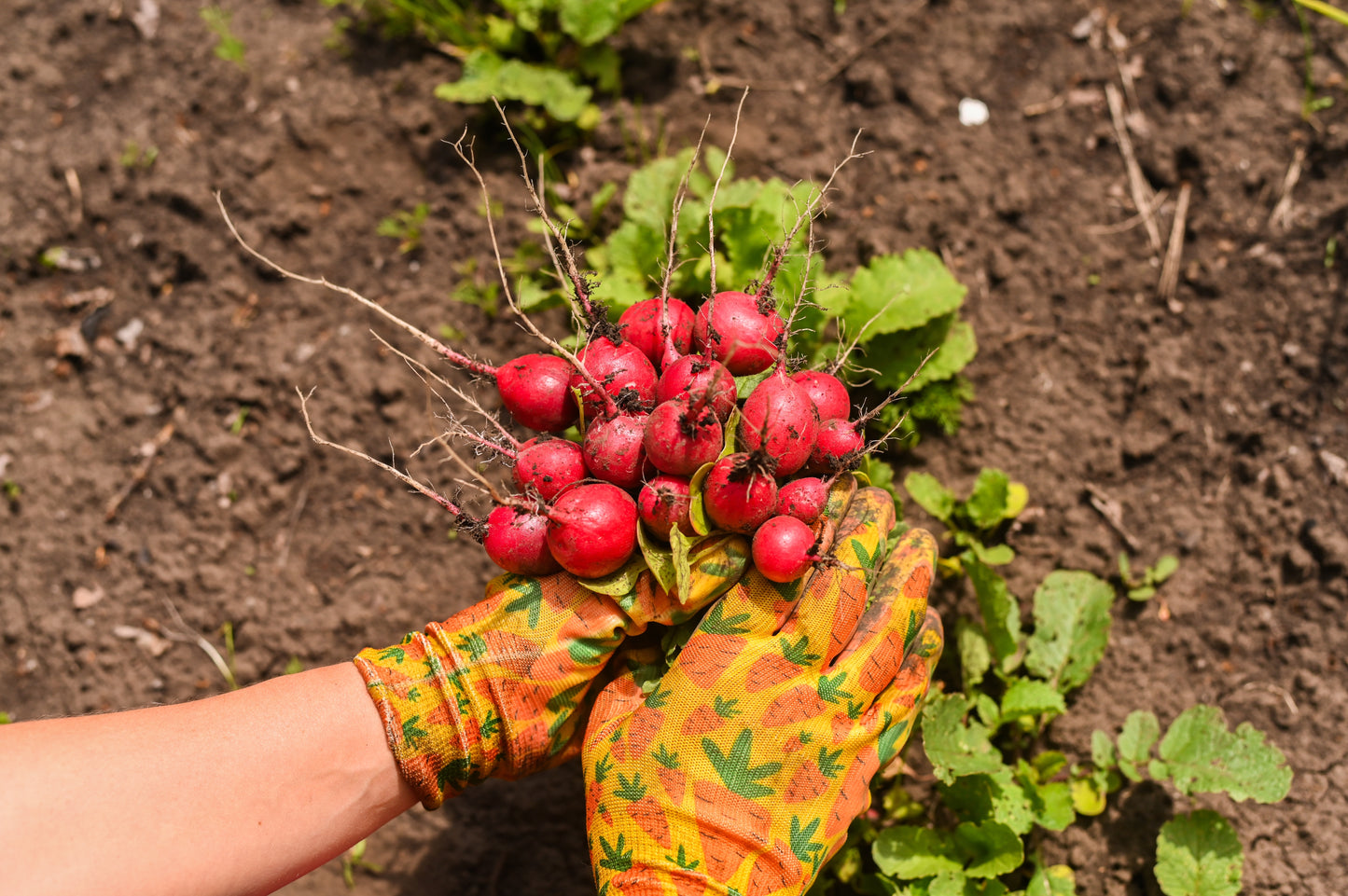 500 CHAMPION RADISH Sweet Scarlet Red Raphanus Sativus Root Vegetable Seeds