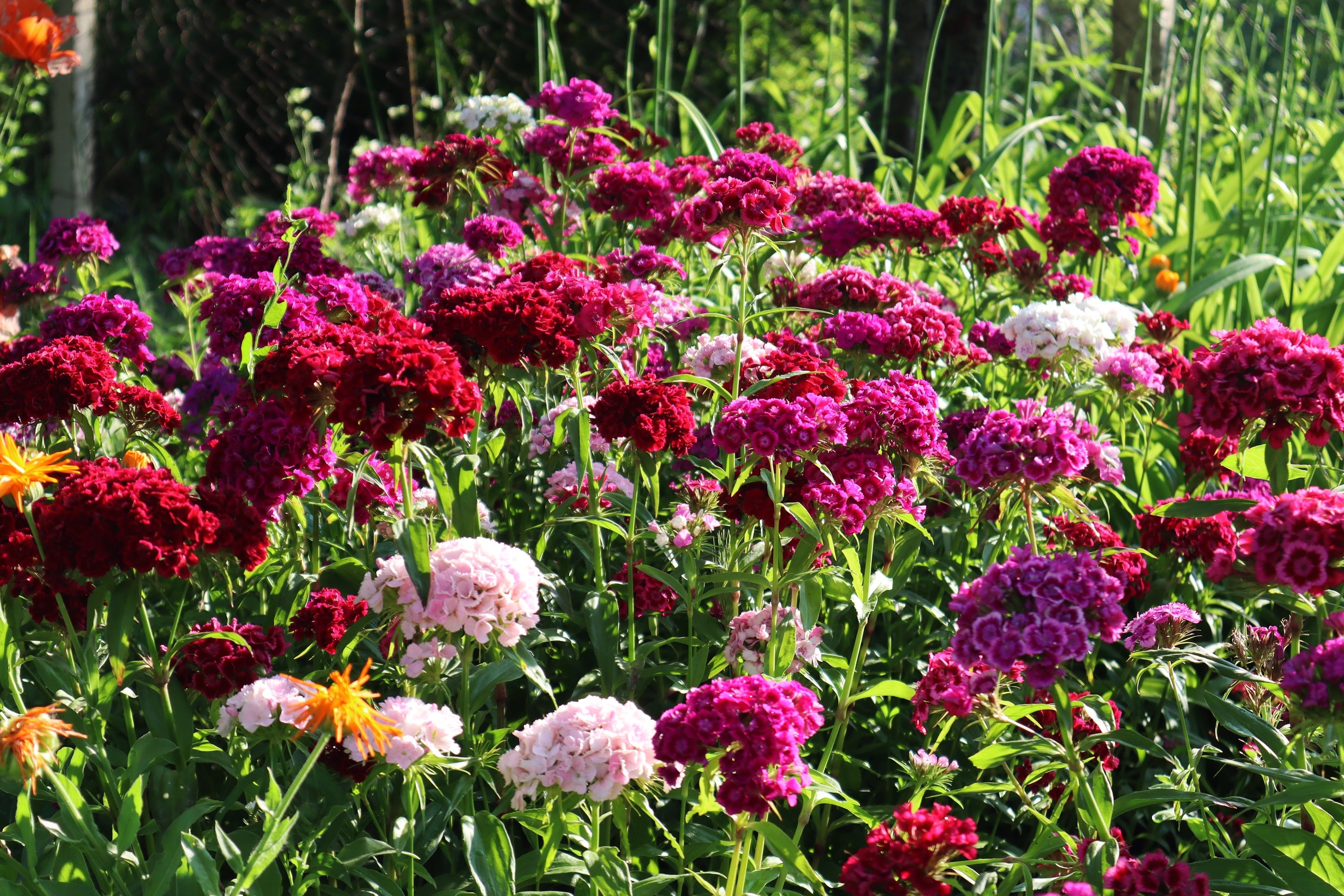 500 MIXED Colors SWEET WILLIAM Dianthus Barbatus Color Mix Red