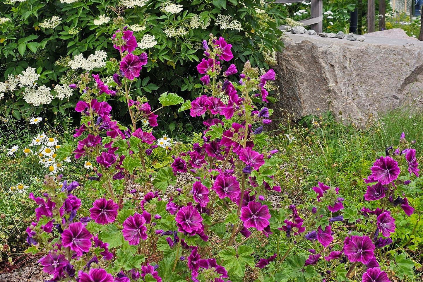 20 MAURITIAN MALVA Mallow Malva sylvestris var. mauritania Flower Seeds