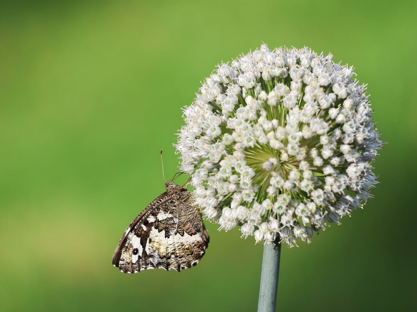 500 BROAD LONDON LEEK Allium Porrum Heirloom White & Green Vegetable Seeds