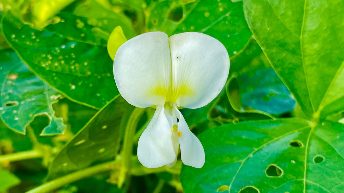50 Speckled Dixie BUTTERPEA LIMA BEAN Phaseolus Vulgaris Bush Vegetabl ...