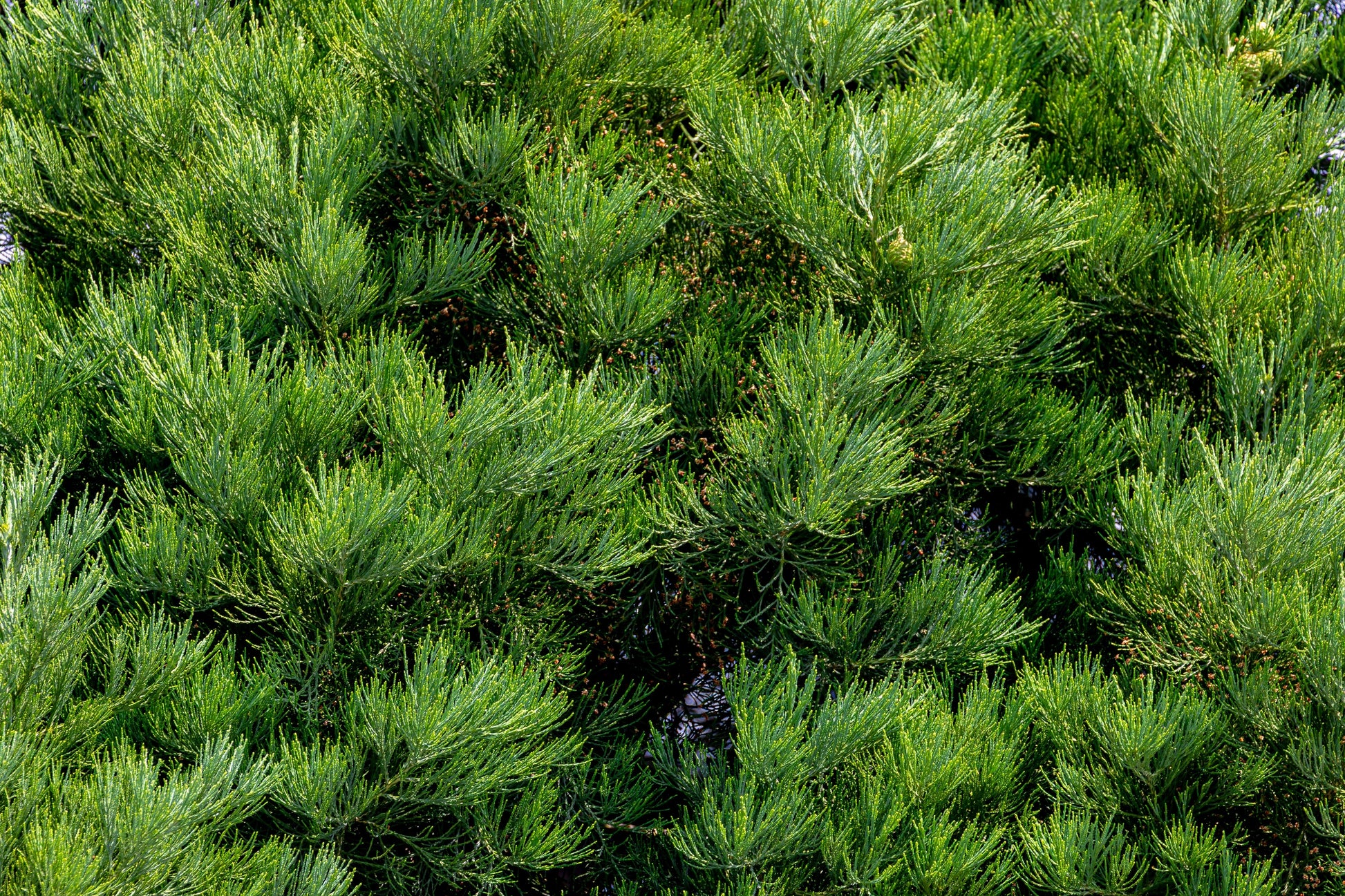 40 GIANT SEQUOIA Sequoiadendron Giganteum Sierra Redwood Tree Seeds –  Seedville USA