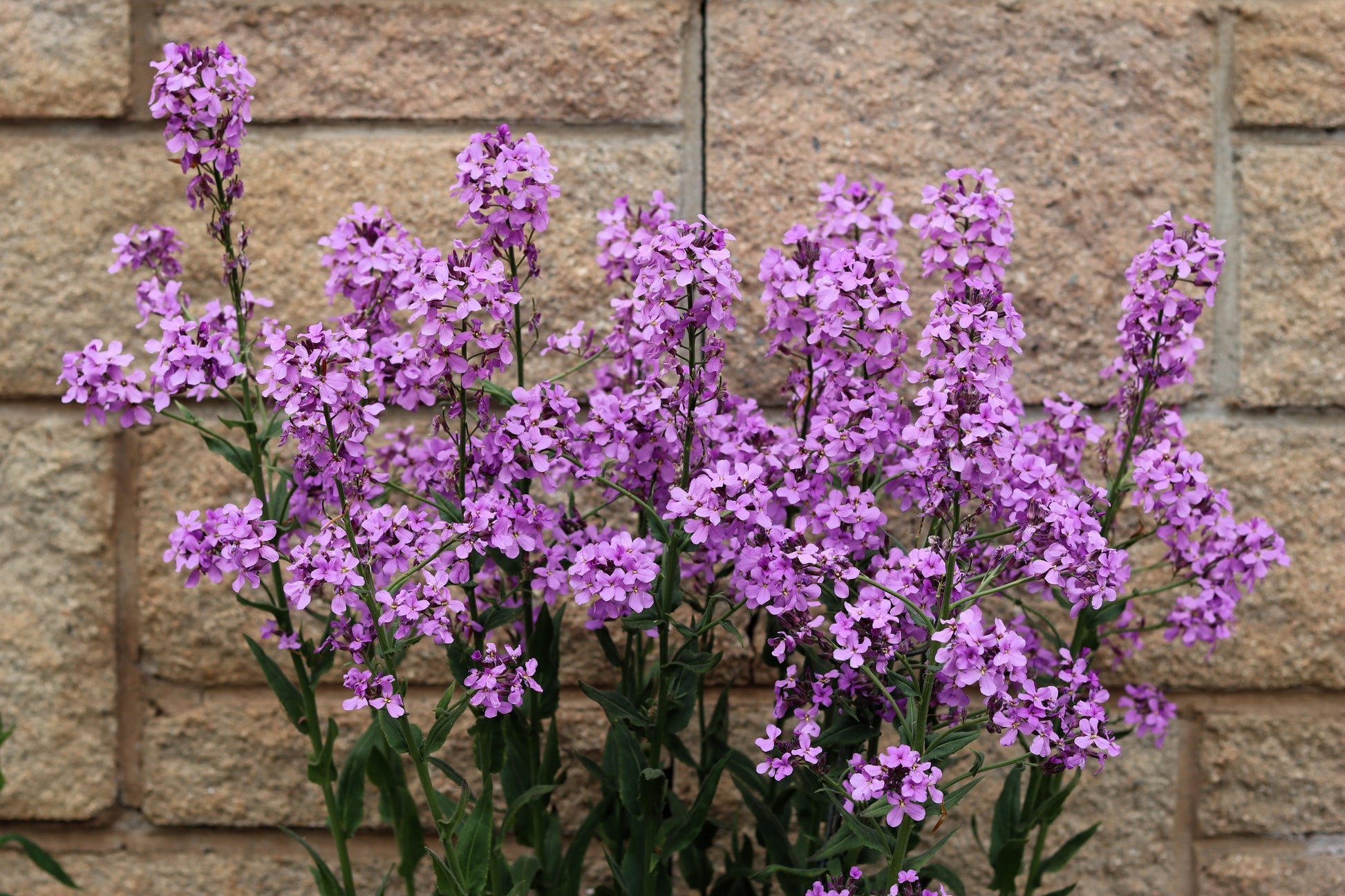 100 LUNARIA Biennis ( MONEY PLANT / Silver Dollar / Honesty / Moonwort –  Seedville USA