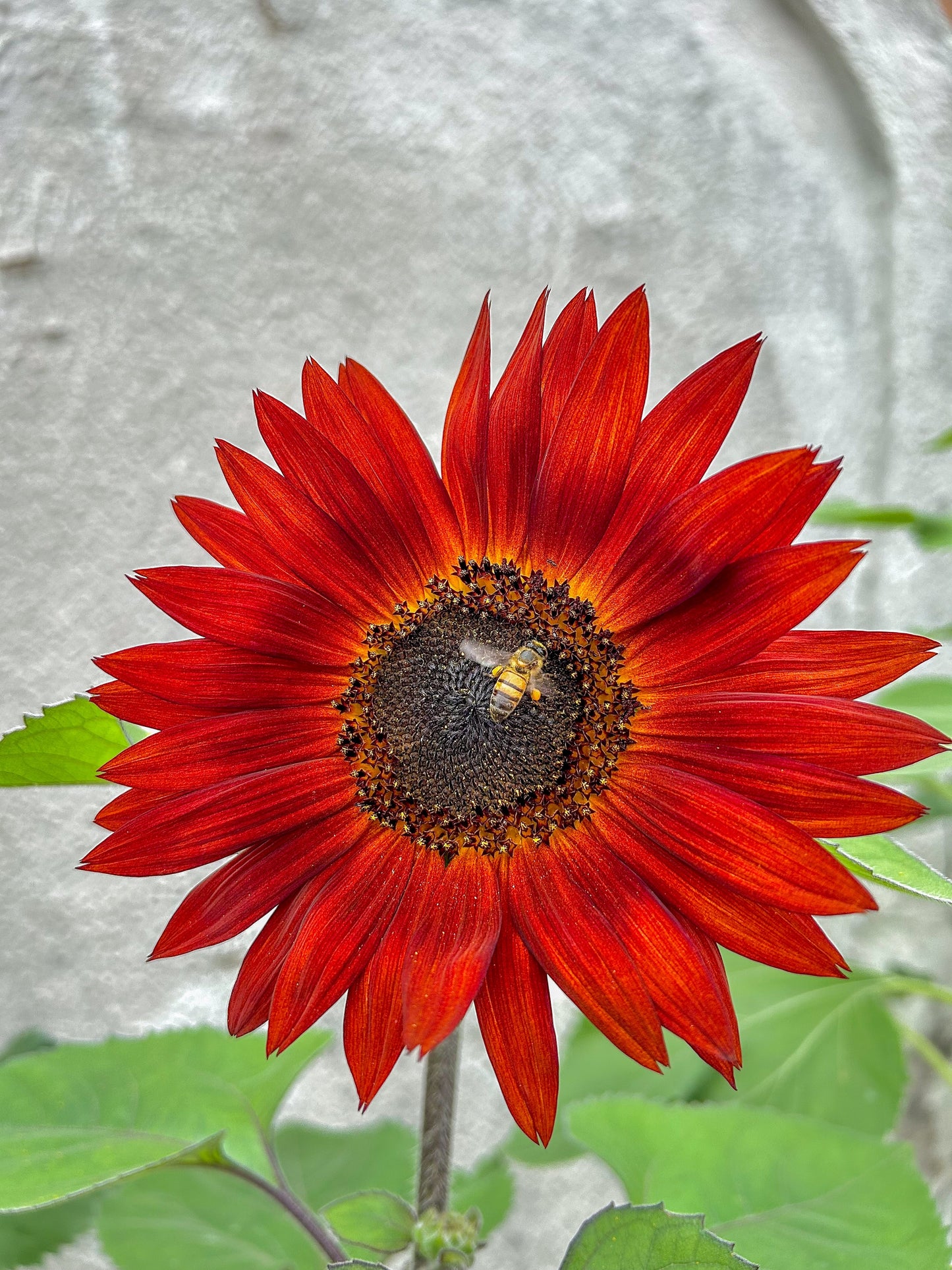 25 RED SUN SUNFLOWER Helianthus Annuus Flower Seeds