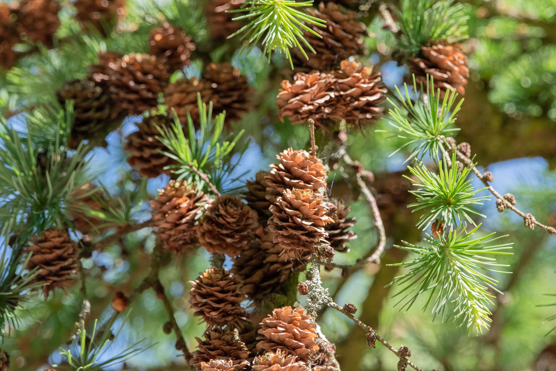 bonsai tree pine cones 25 JAPANESE LARCH TREE Conifer Pine Cones Bonsai Larix Kaempferi Seeds