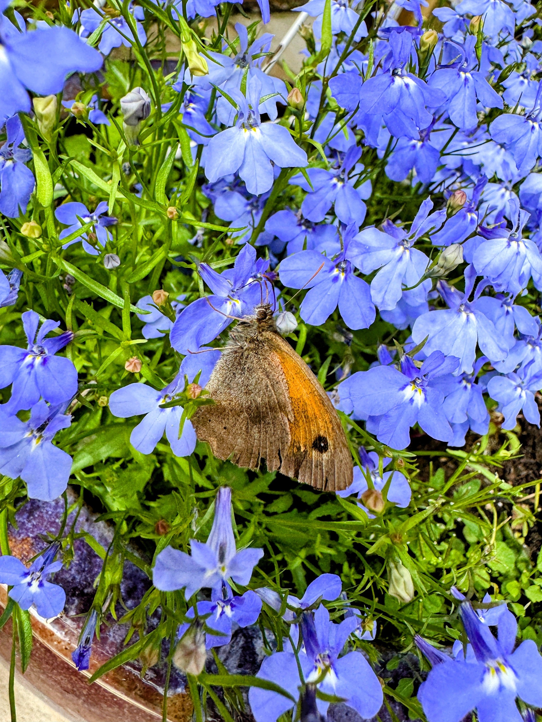 Seedville Lobelia Regatta Erinus Flower Seeds