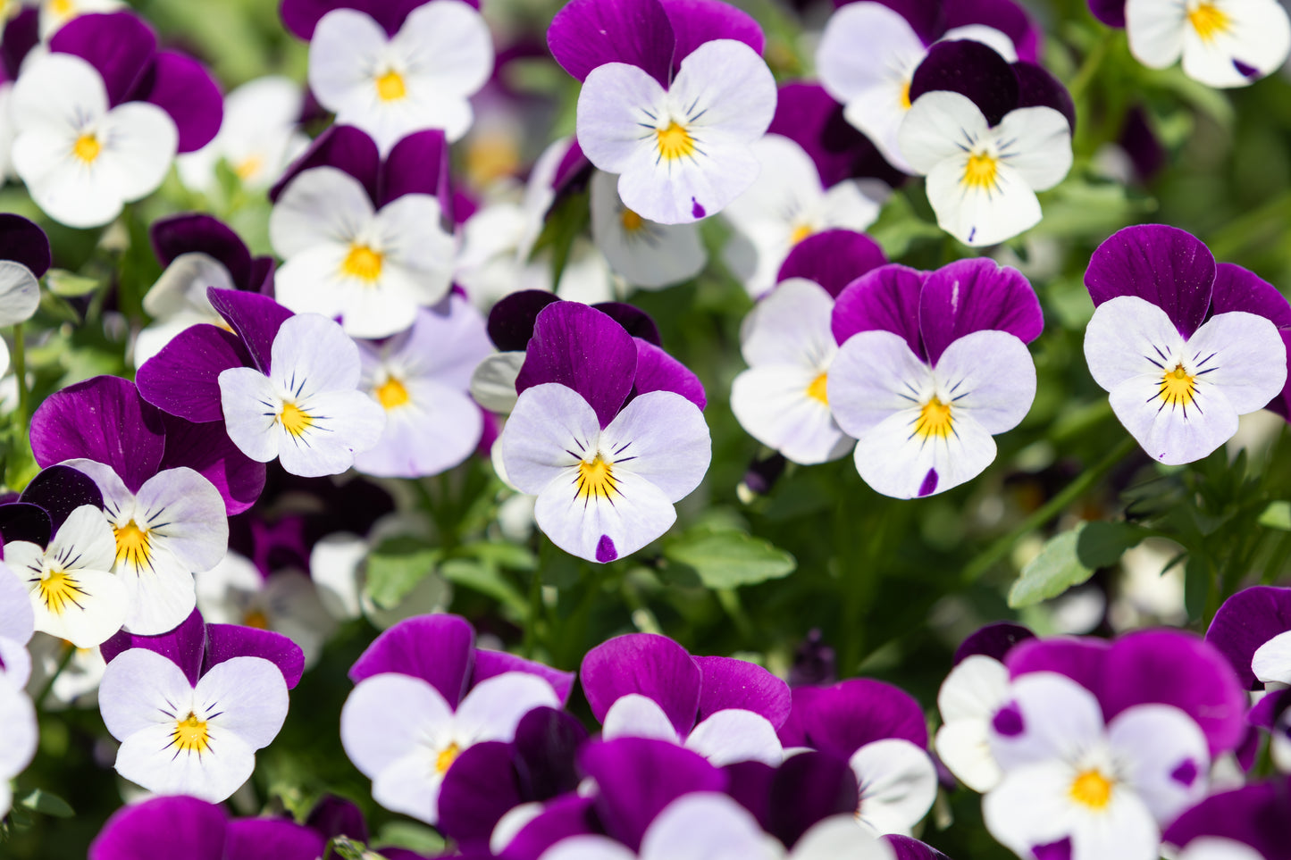 100 JOHNNY JUMP UP Violet Viola Tricolor Flower Seeds