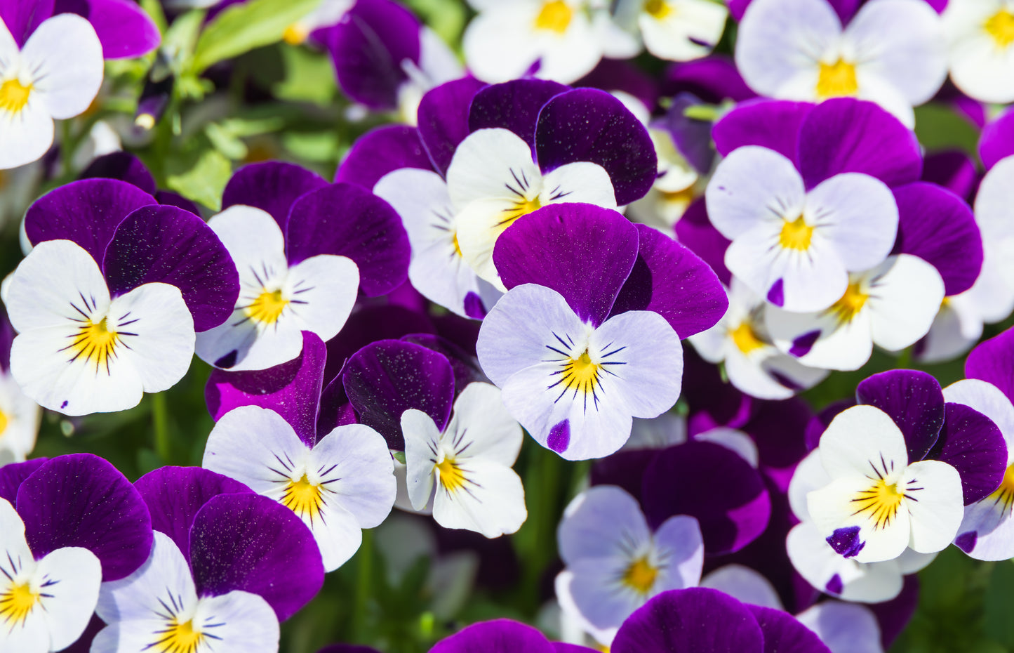 100 JOHNNY JUMP UP Violet Viola Tricolor Flower Seeds