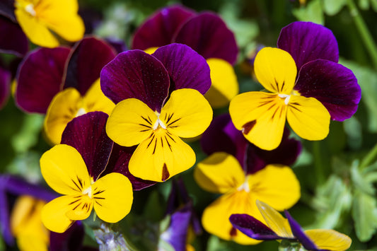 50 Dark JOHNNY JUMP UP Violet Viola Tricolor Flower Seeds