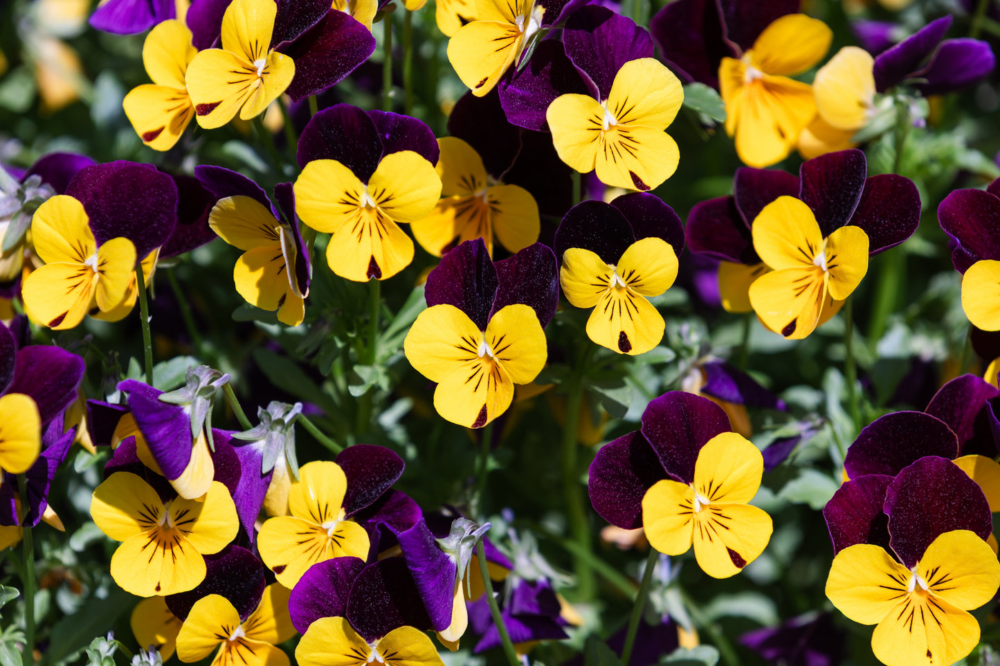 50 Dark JOHNNY JUMP UP Violet Viola Tricolor Flower Seeds