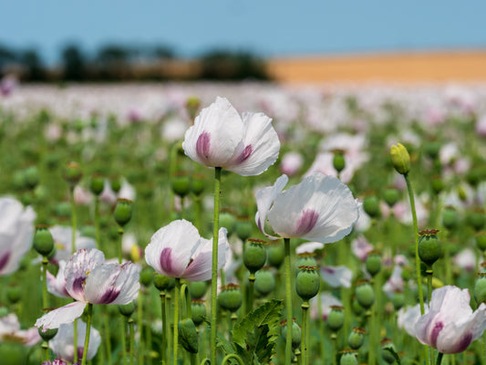350 TASMANIAN Purple & White POPPY Papaver Somniferum Flower Seeds