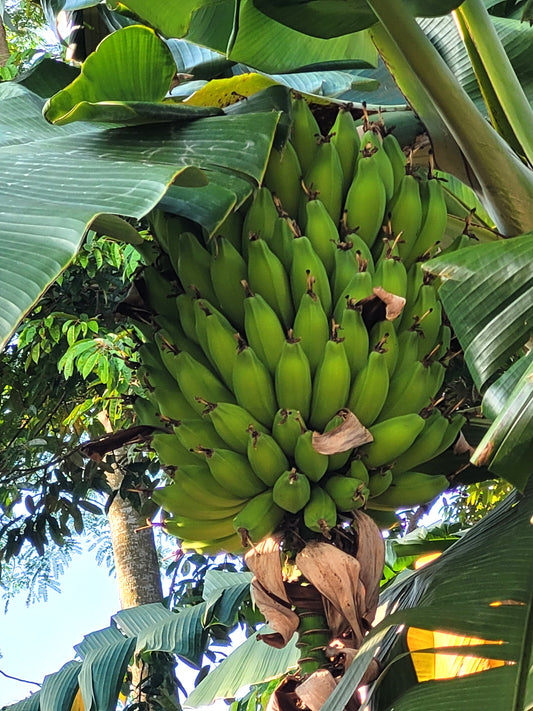 5 PLANTAIN BANANA Musa Balbisiana Hardy Red Flowering Sweet Wild Fruit Tree Seeds