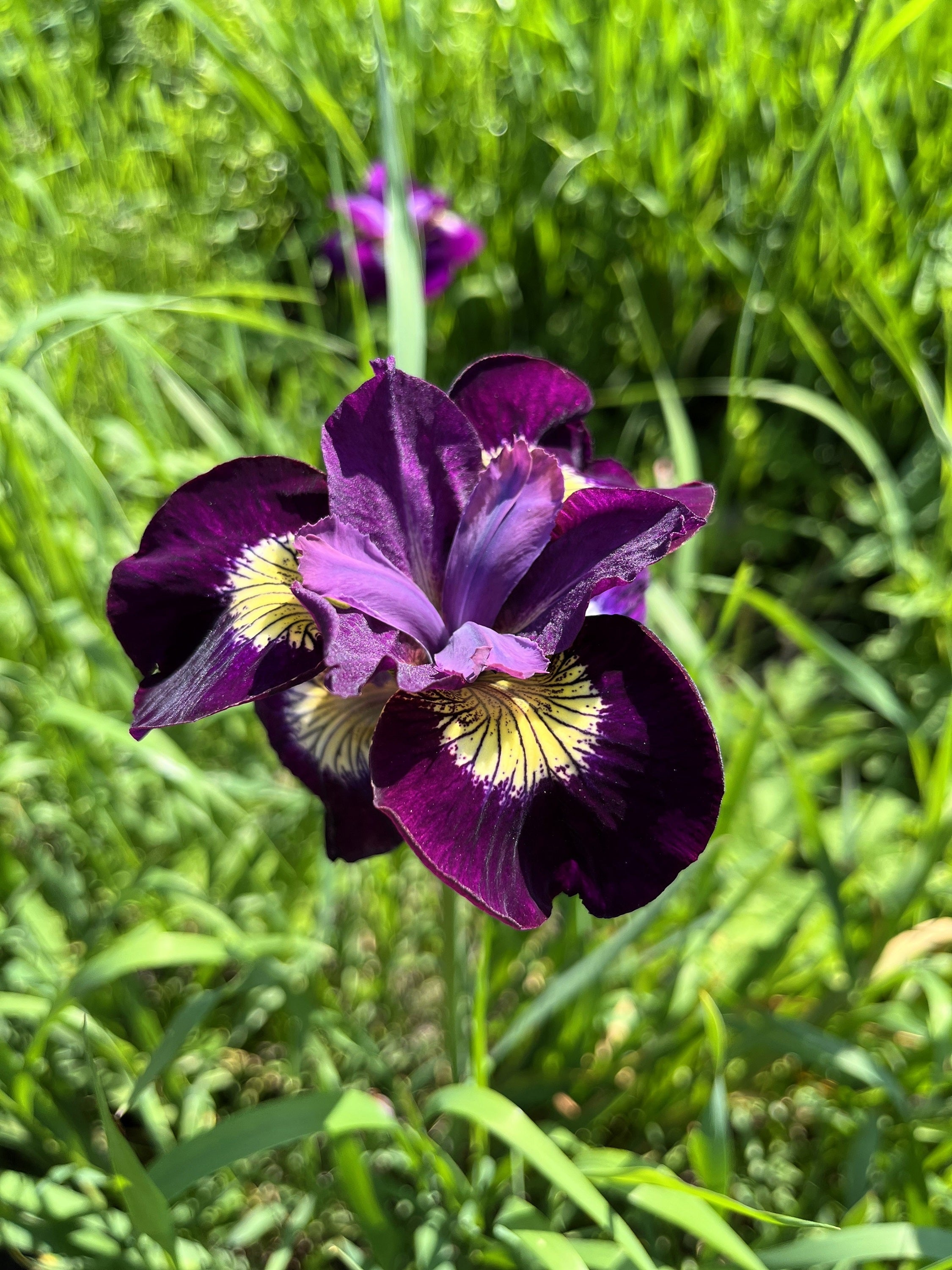 20 MIXED SIBERIAN IRIS Sibirica Iris Bicolor Blue Red White Yellow