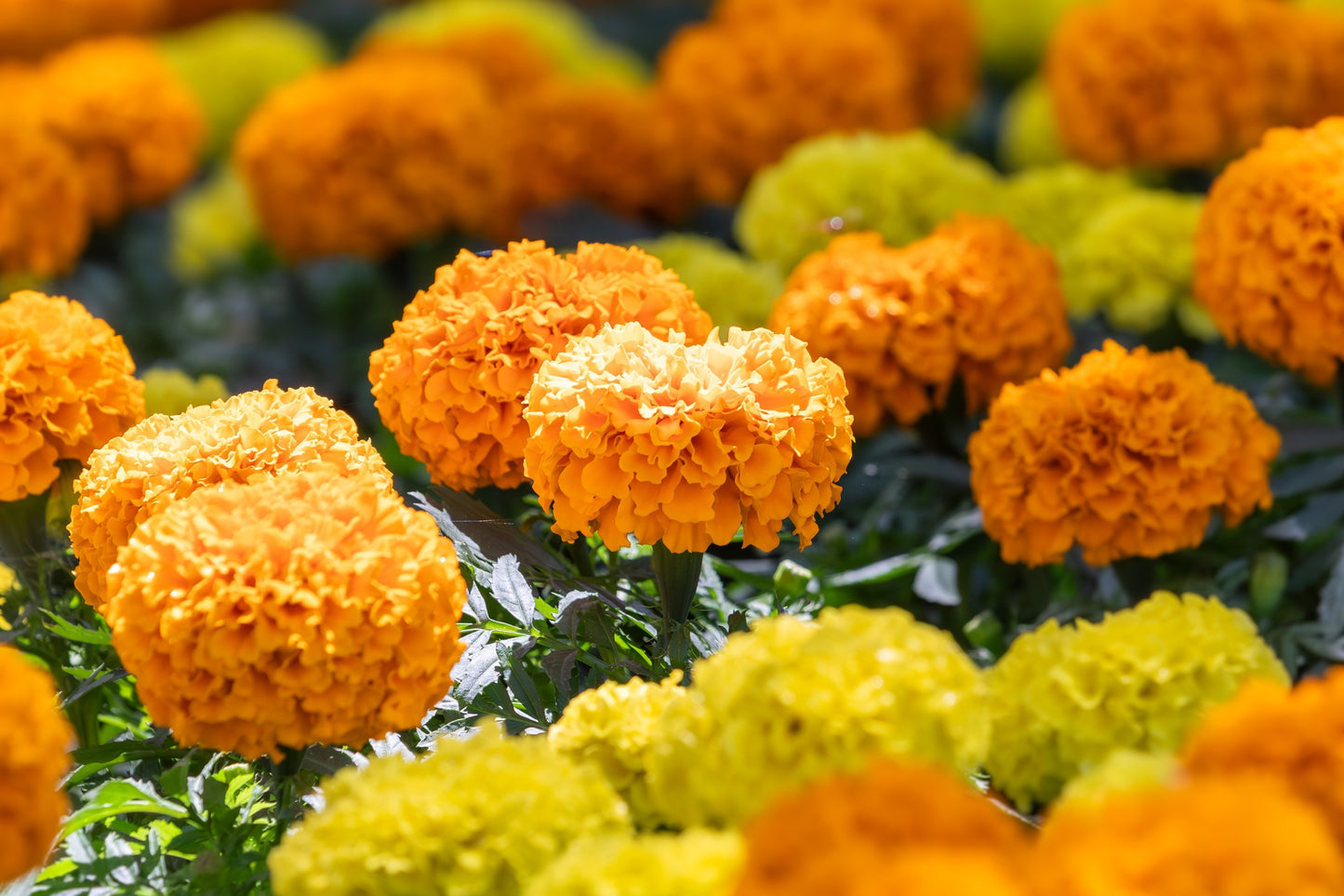 250 AFRICAN MARIGOLD CRACKERJACK Mixed Color Tagetes Erecta Flower Seeds