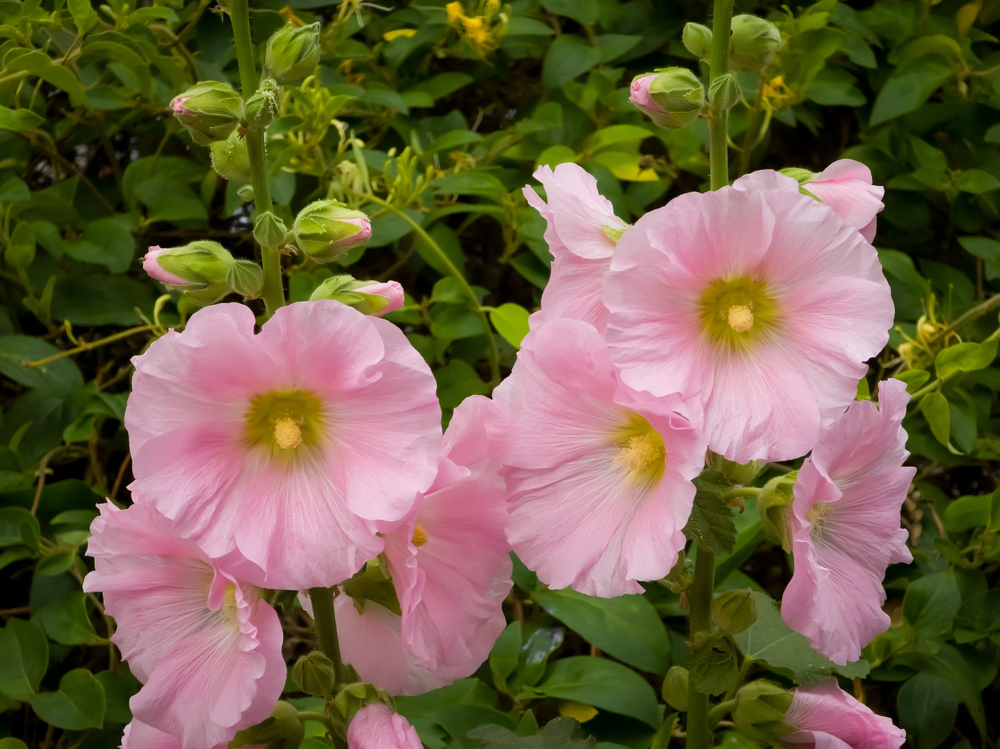 25 PALE PINK HOLLYHOCK Light Alcea Rosea Flower Seeds Perennial