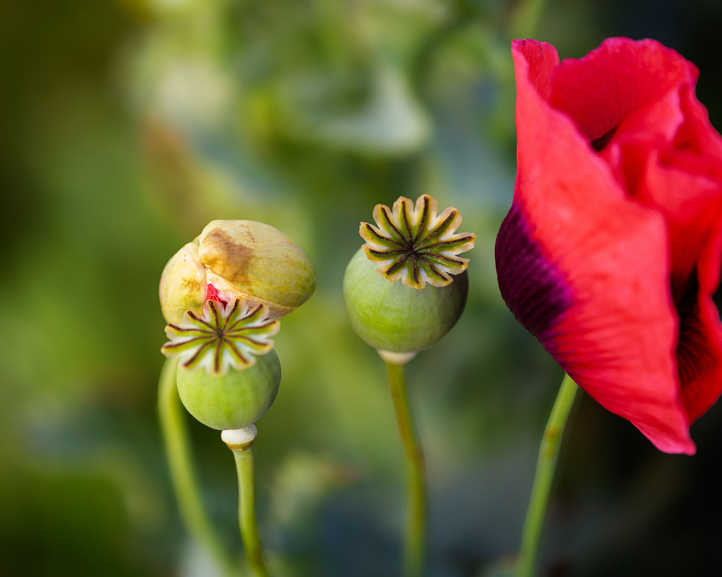 100 RED TULIP POPPY Papaver Glaucum Flower Seeds