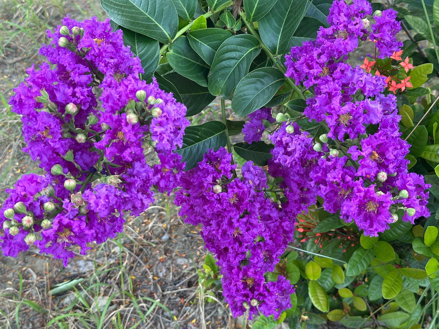 1000 Bulk CREPE MYRTLE Mixed Colors Lagerstroemia Indica Mix Tree Shrub Flower Seeds - Red, Purple, Light Pink, Dark Pink, White, & Lilac