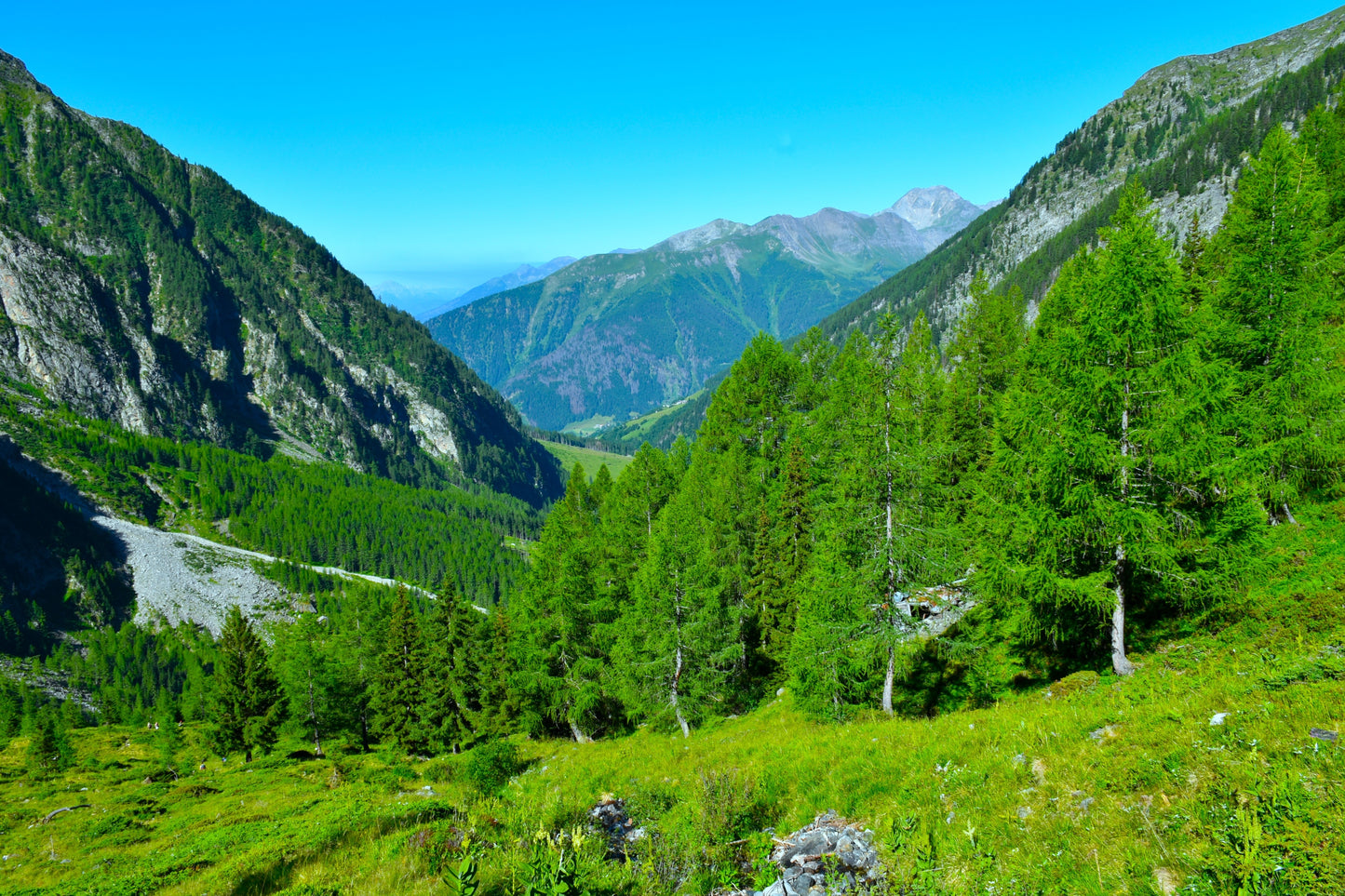 25 EUROPEAN LARCH TREE Pine Pinetree Evergreen Larix Decidua Seeds