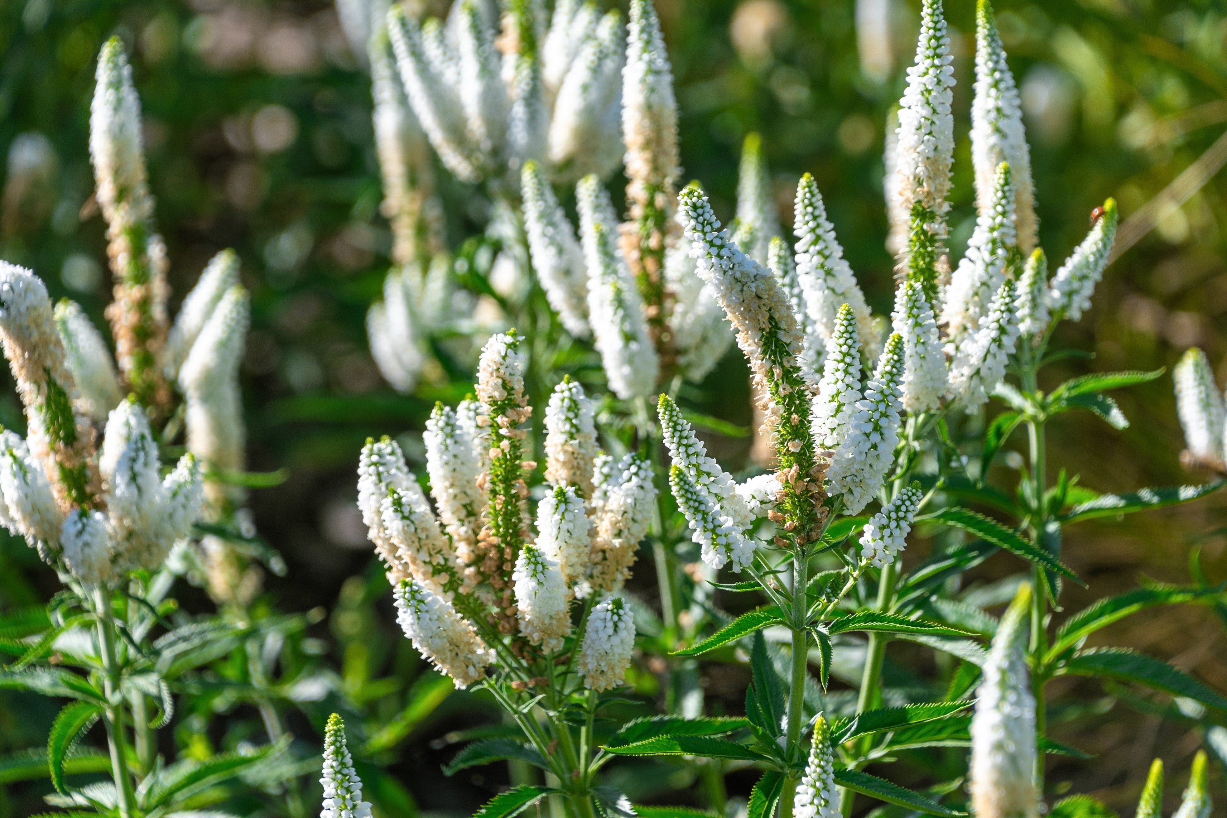 50 Mixed Colors VERONICA SIGHTSEEING MIXTURE (Spike Speedwell