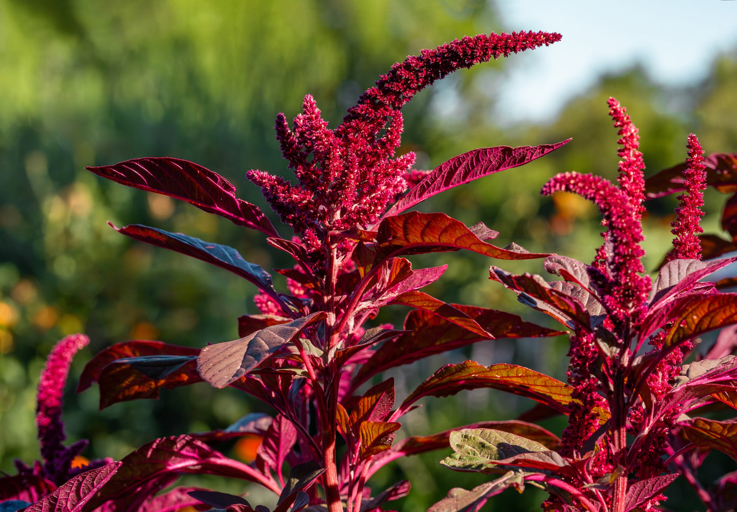 500 RED GARNET AMARANTH Amaranthus Tricolor Vegetable Flower Seeds