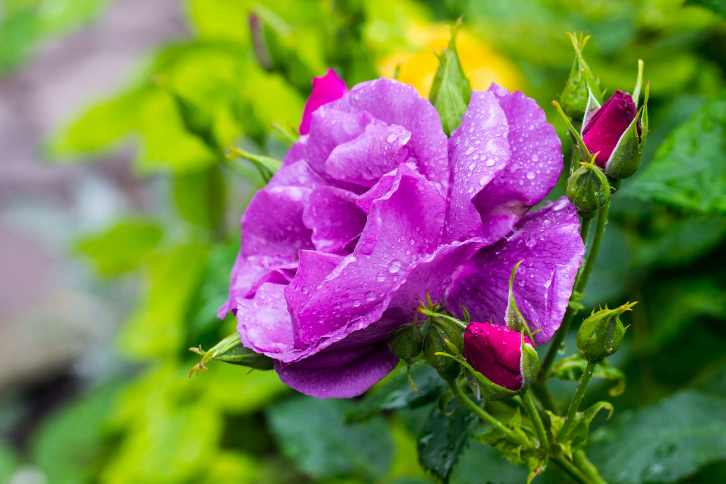 5 PURPLE ROSE Rosa Floribunda Bush Shrub Perennial Flower Seeds