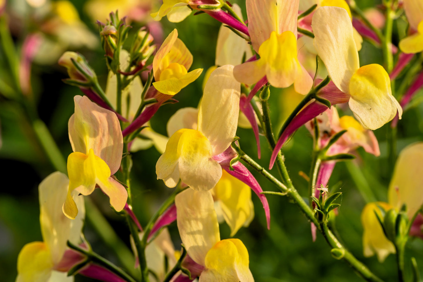2000 BABY SNAPDRAGON Toadflax Linaria Maroccana Flower Seeds