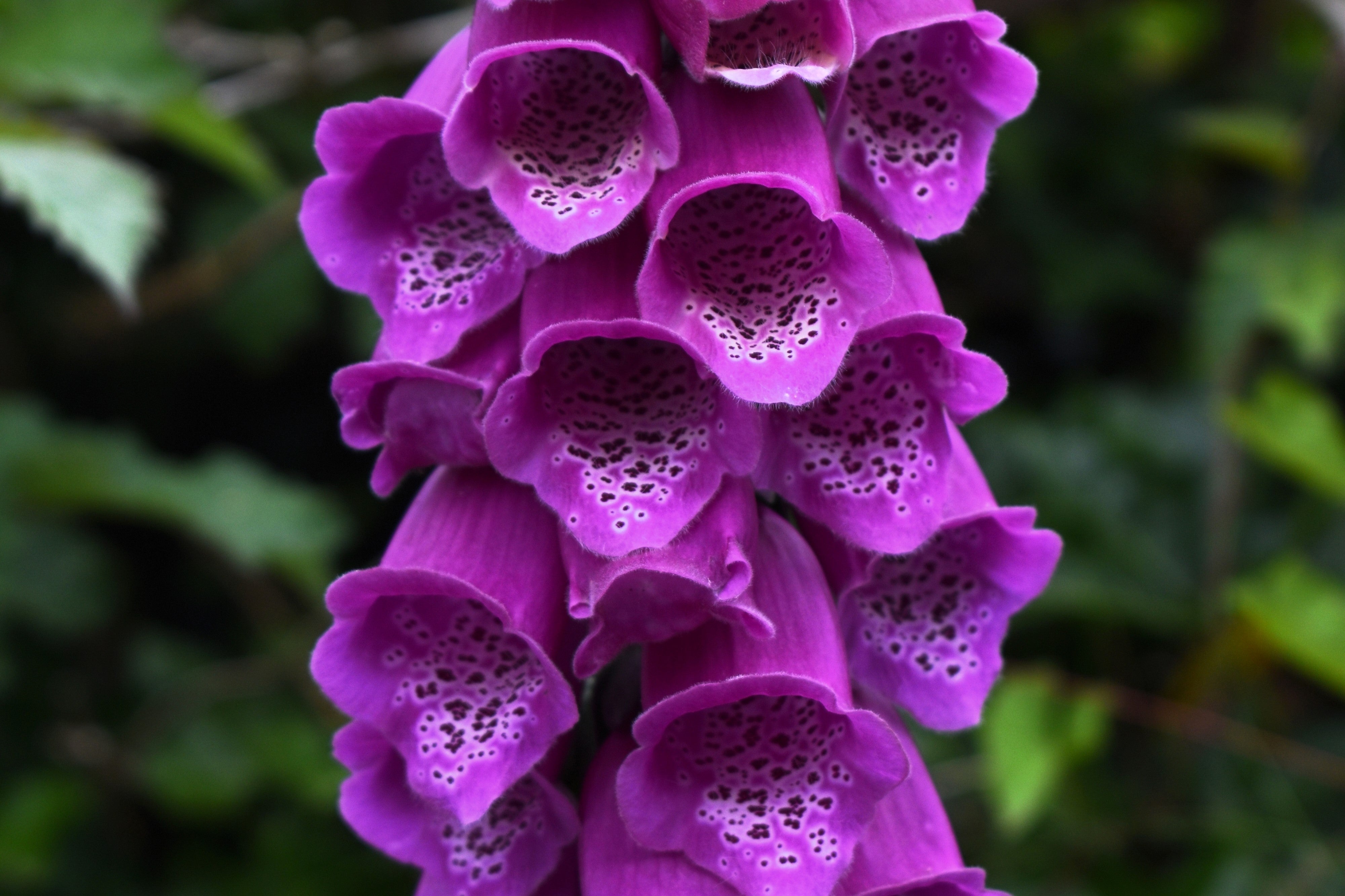 1000 PURPLE FOXGLOVE Digitalis Purpurea Flower Seeds – Seedville USA