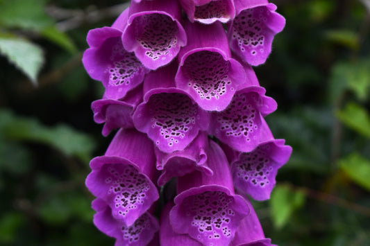 1000 PINK & PURPLE Mix FOXGLOVE Digitalis Flower Seeds
