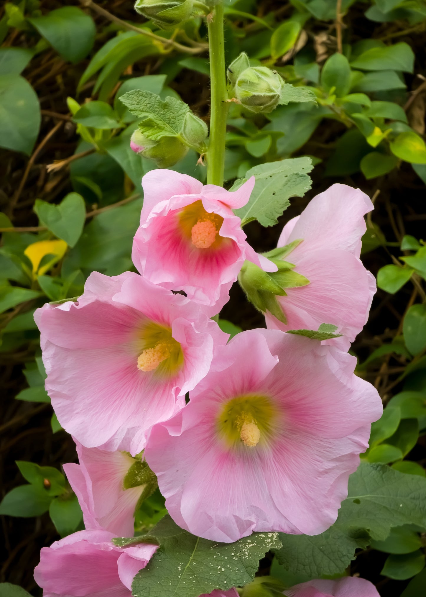 25 PALE PINK HOLLYHOCK Light Alcea Rosea Flower Seeds Perennial