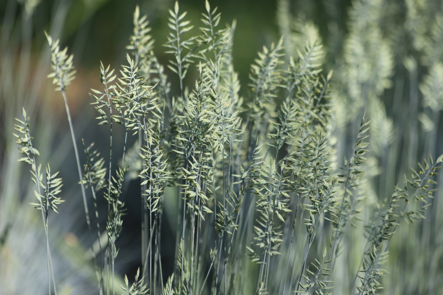100 BLUE Sheeps FESCUE GRASS Festuca Ovina Glauca Cinerea Seeds