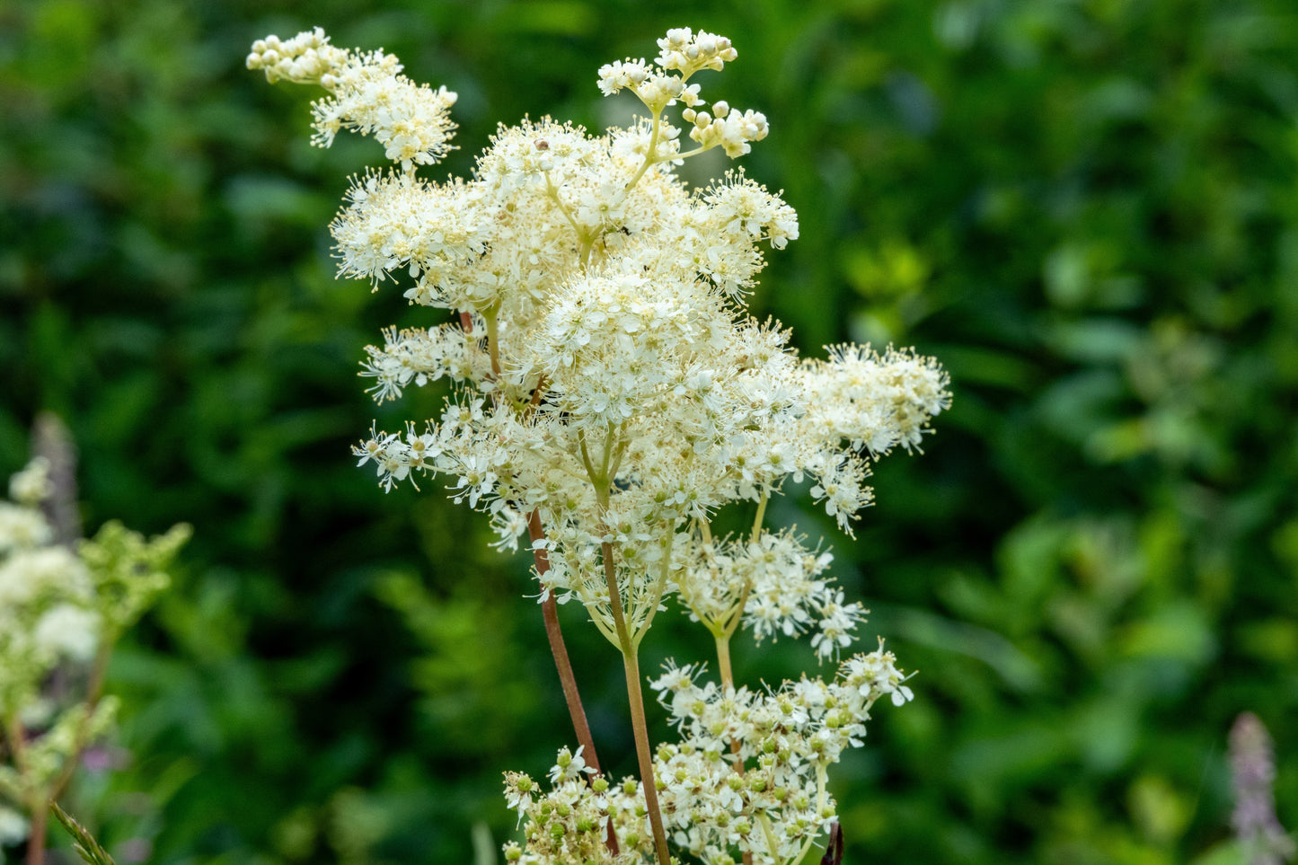 20 QUEEN of the MEADOW Filipendula Ulmaria Meadowsweet Native Prairie Fragrant White Flower Seeds