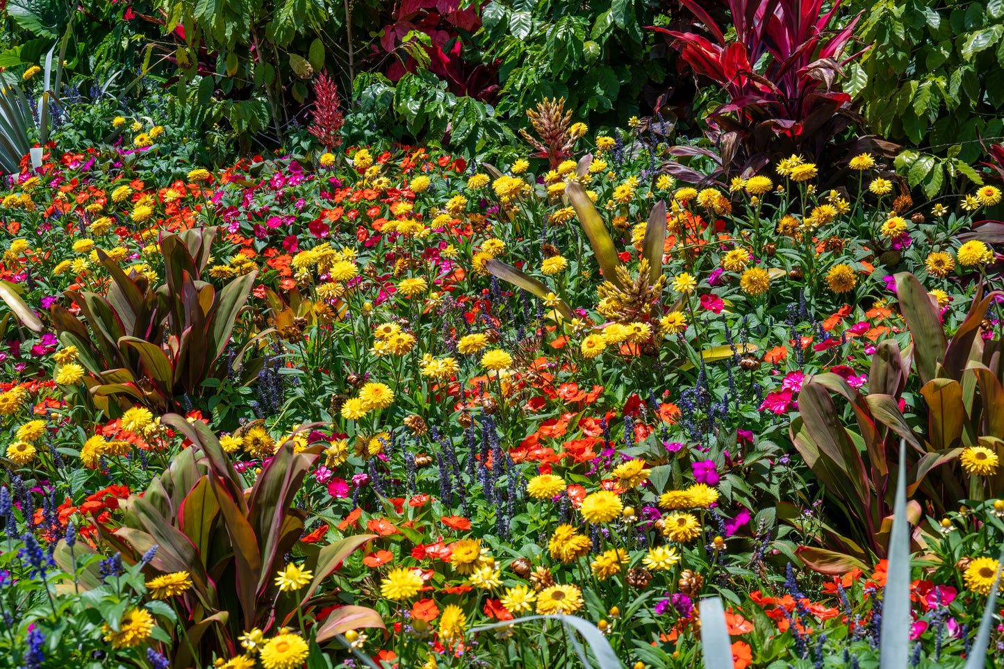 100 TALL Double MIXED Colors STRAWFLOWER Xerochrysum Bracteatum Helichrysum Monstrosum Flower Seeds