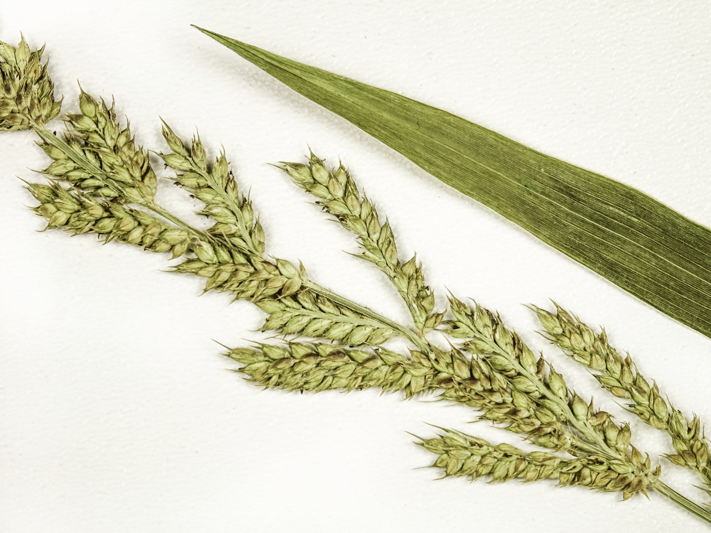 japanese millet herbicides 150 JAPANESE MILLET Billion Dollar Grass Grain Echinochloa Frumentacea – Seedville USA