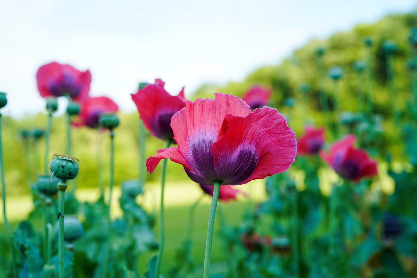 100 HENS and CHICKS Poppy Hens & Chickens Breadseed Lettuce Leaf Papaver Somniferum Flower Seeds