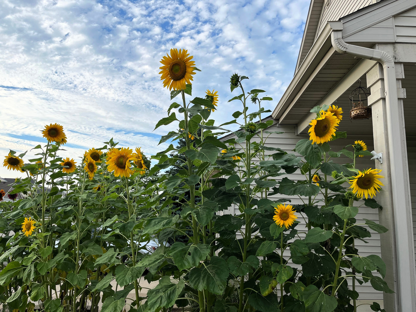50 SKYSCRAPER SUNFLOWER Helianthus Annuus Flower Seeds