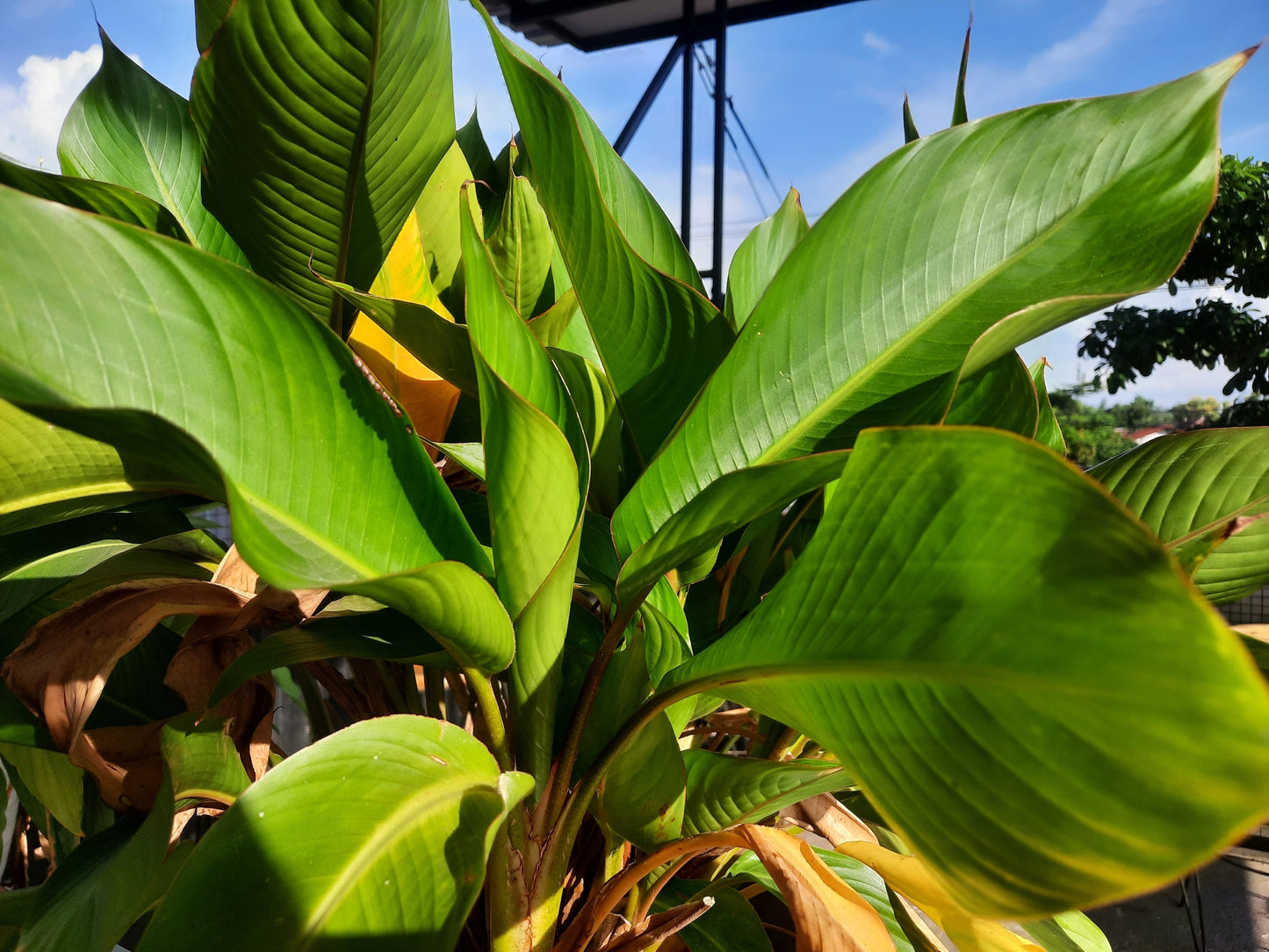 5 SNOW BANANA Musa Ensete Glaucum Nepalensis Hardy Tree Houseplant Seeds