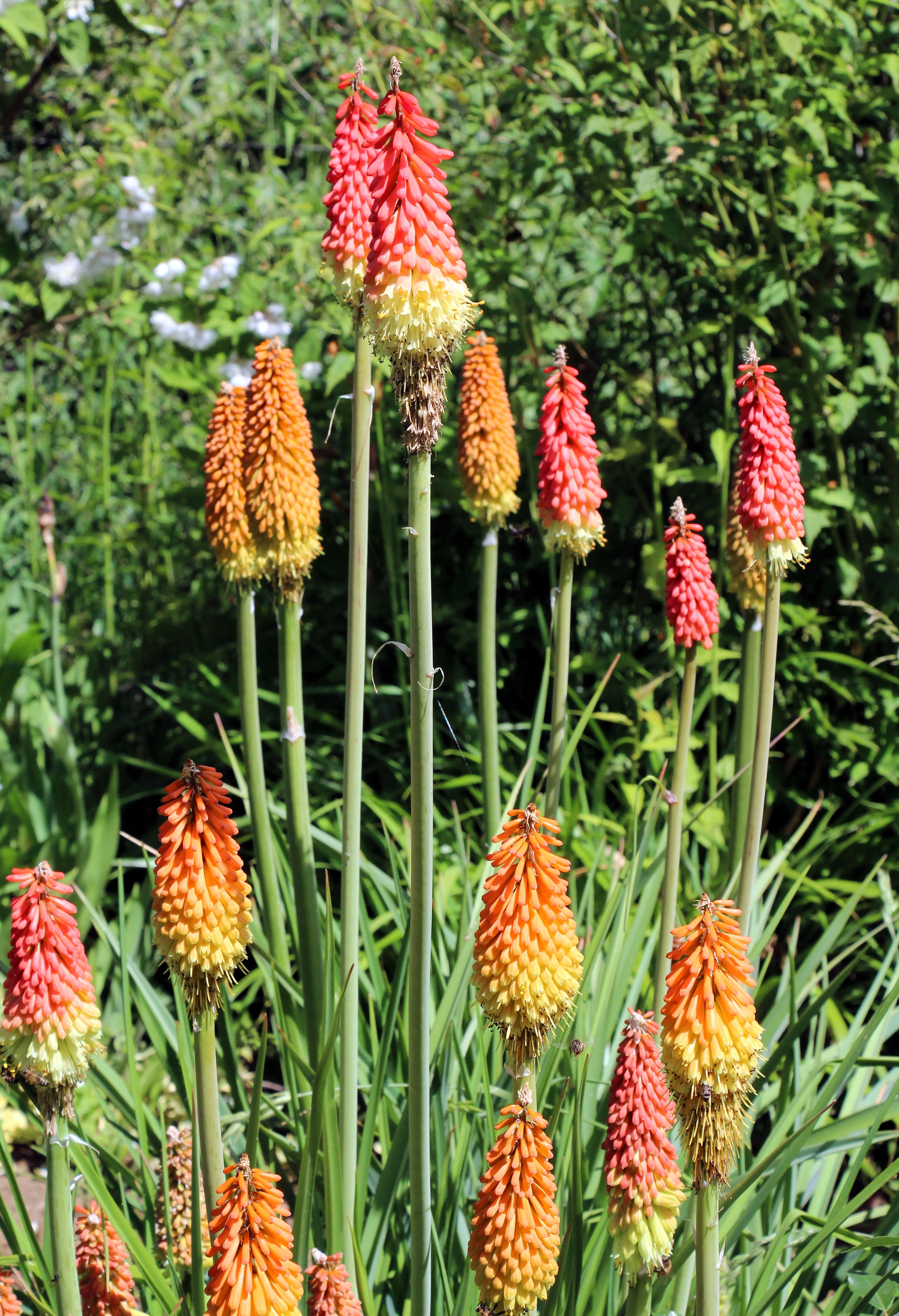 45r  ギマニット　フラワーボーダー　プルオーバー Red Hot Poker - Kniphofia (Kniphofia uvaria) Tritoma Torch Lily